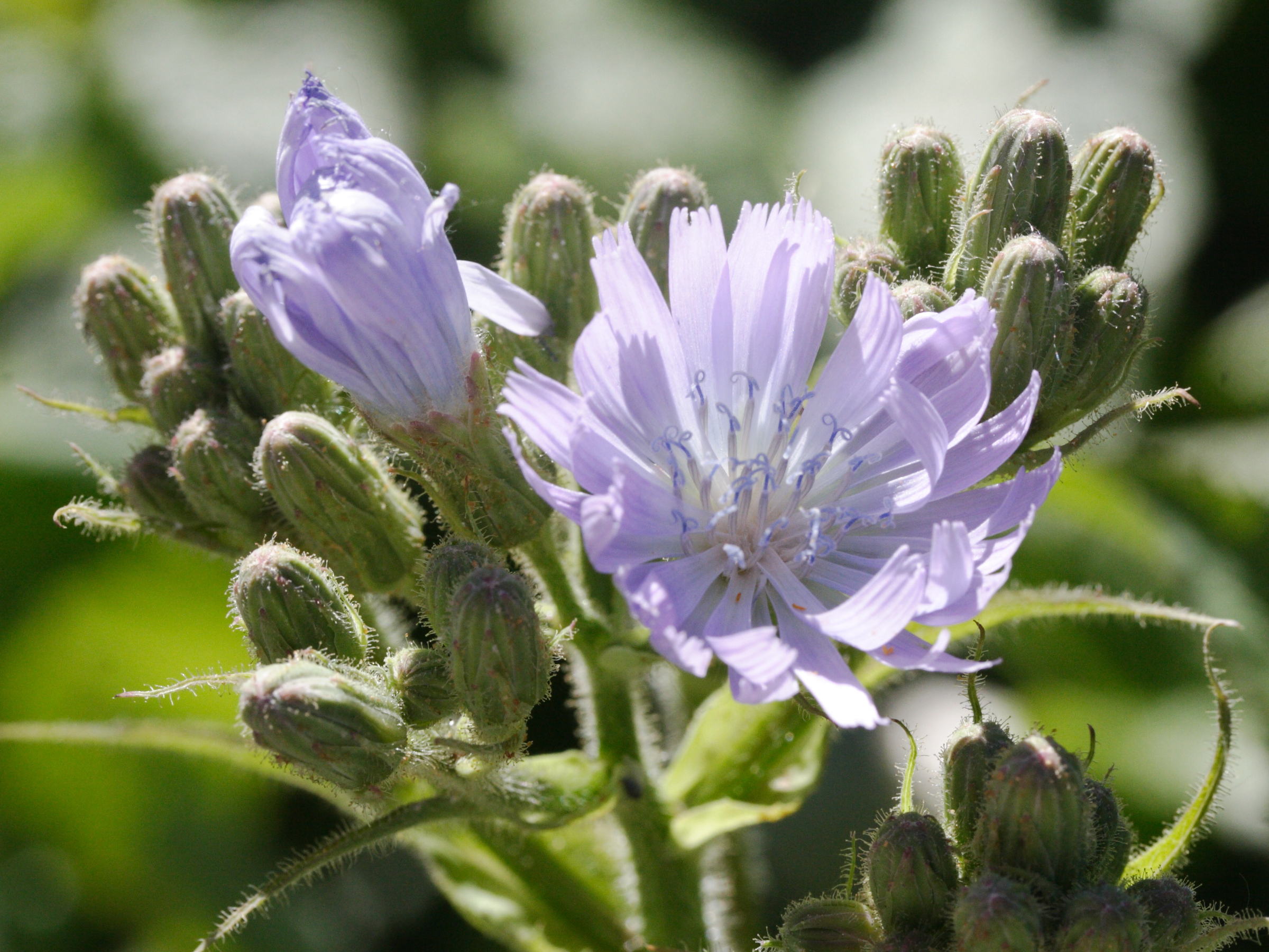 Afficher le média cicerbita_macrophylla3md cicerbita_macrophylla3md