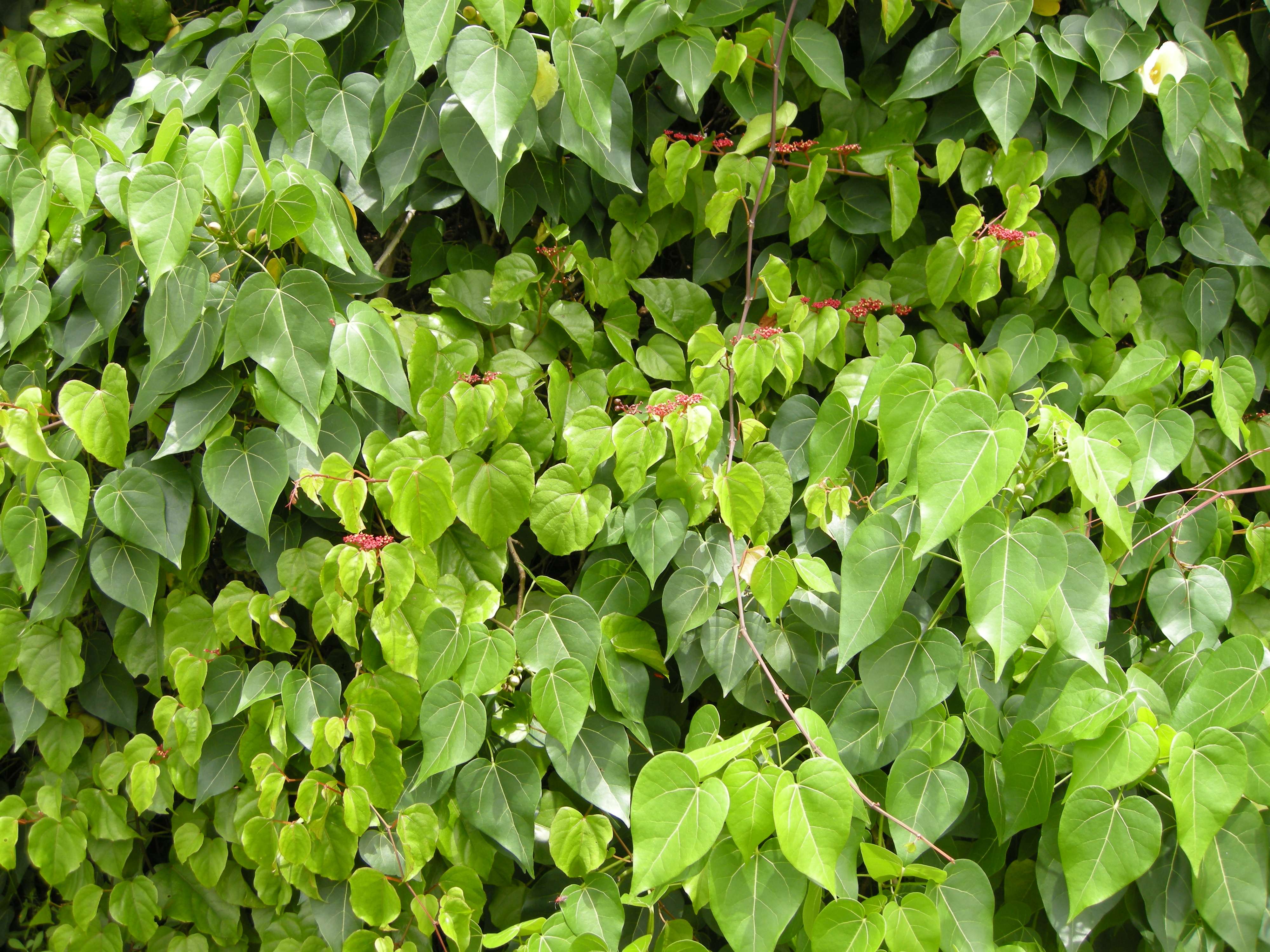 cissus_verticillata4md