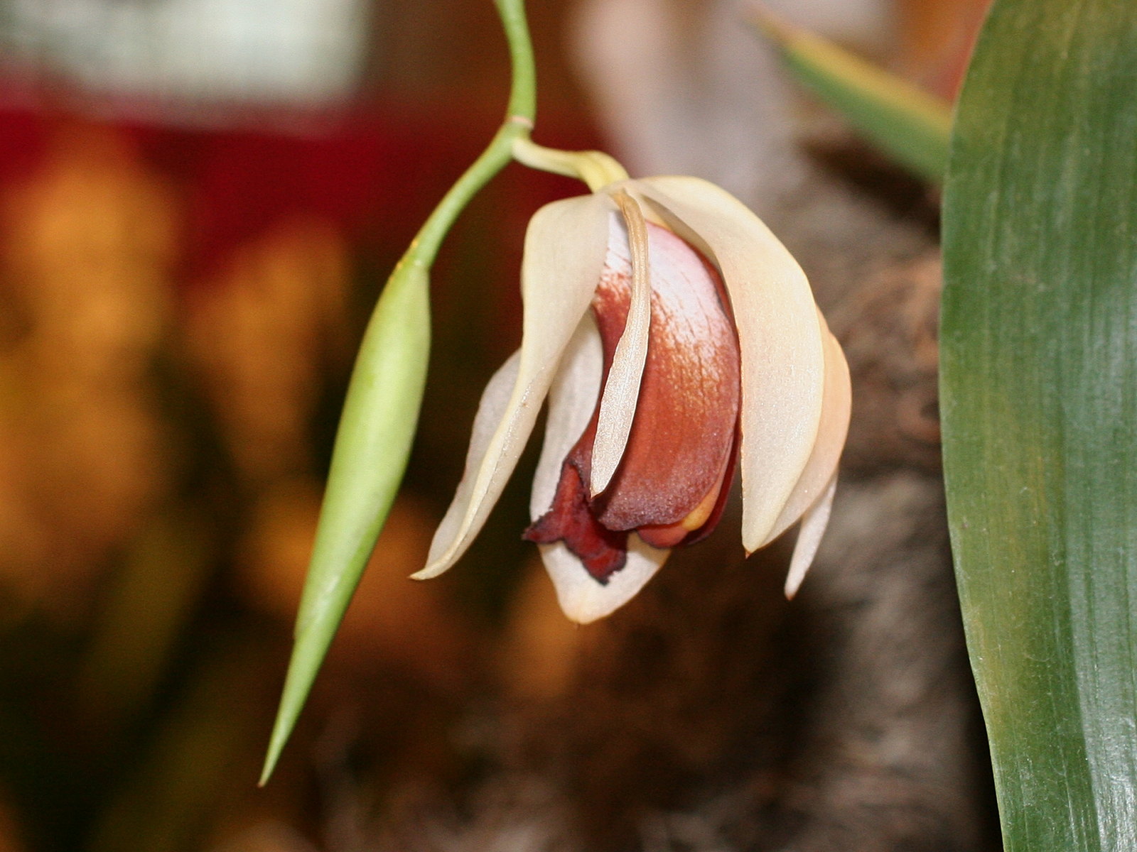 coelogyne_usitana2md