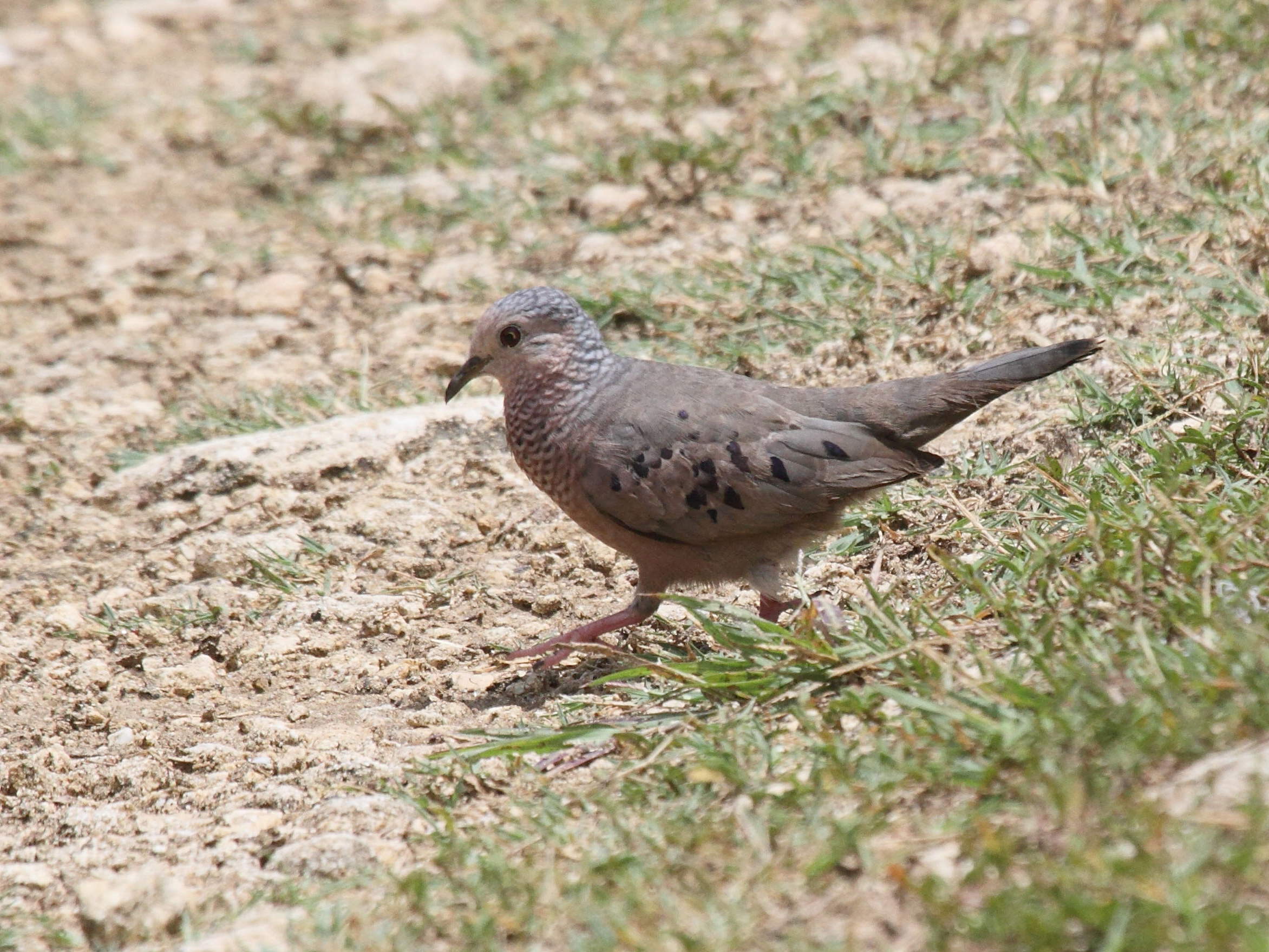 colombe_a_queue_noire_-_columbina_passerina1bd