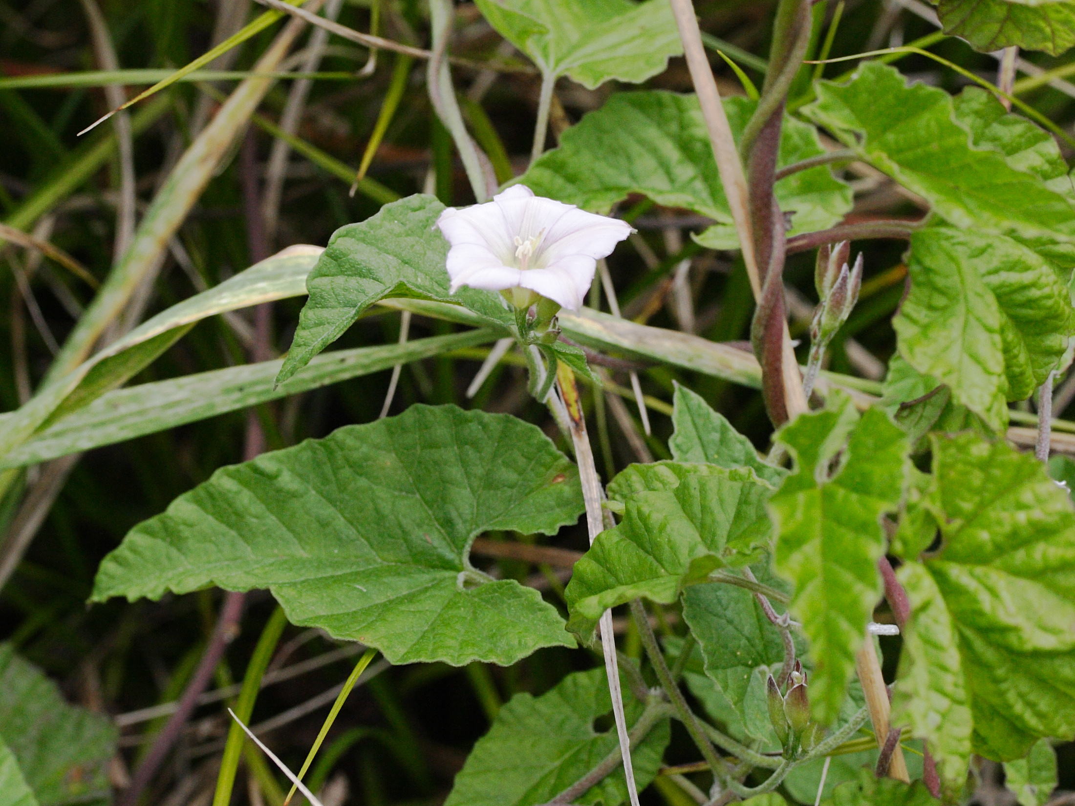 convolvulus_farinosus1md