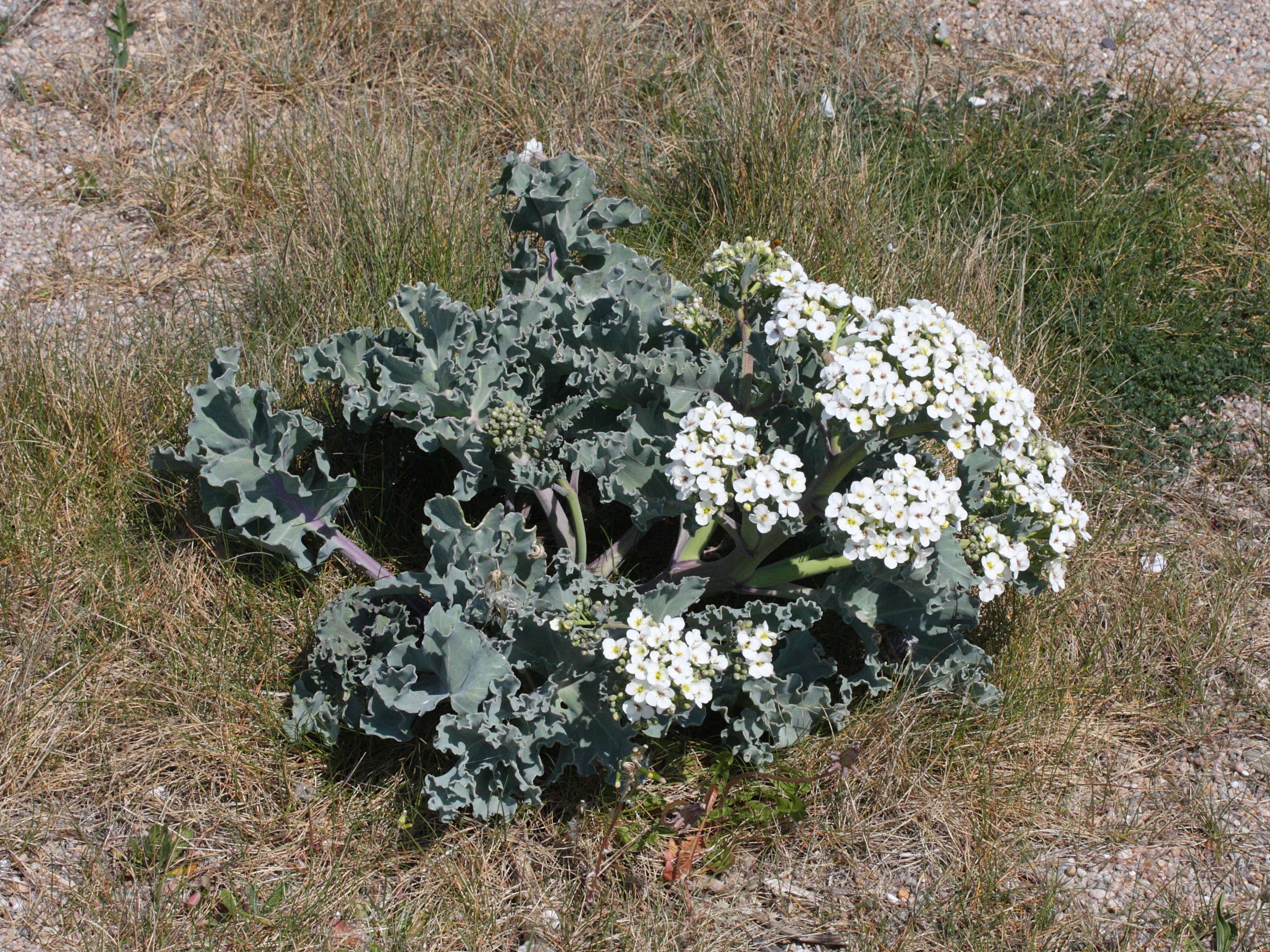 Afficher le média crambe_maritima1amd crambe_maritima1amd