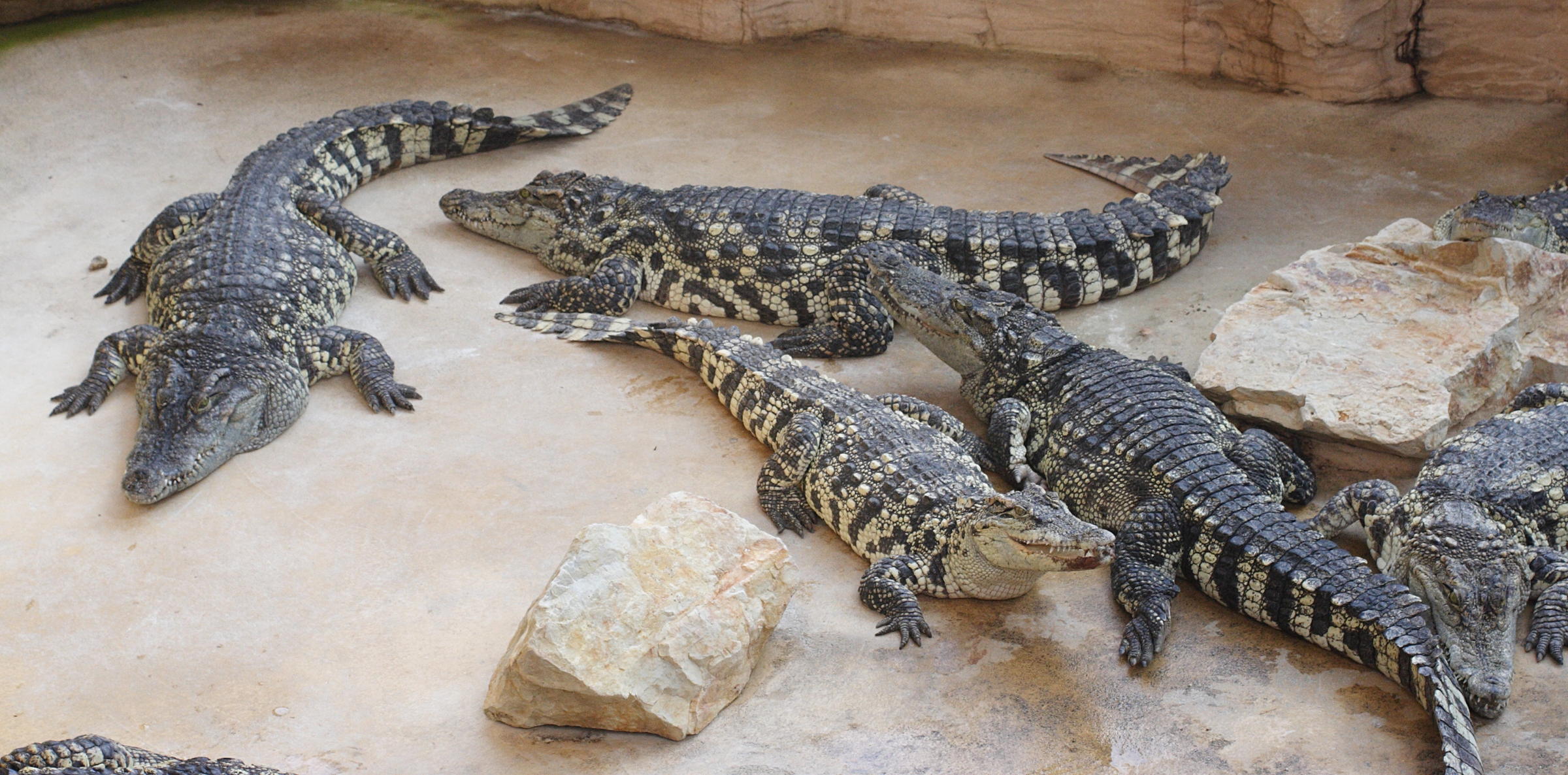 crocodylus_siamensis1md