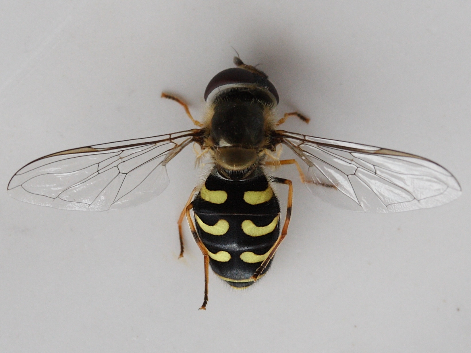 dasysyrphus_pinastri1md