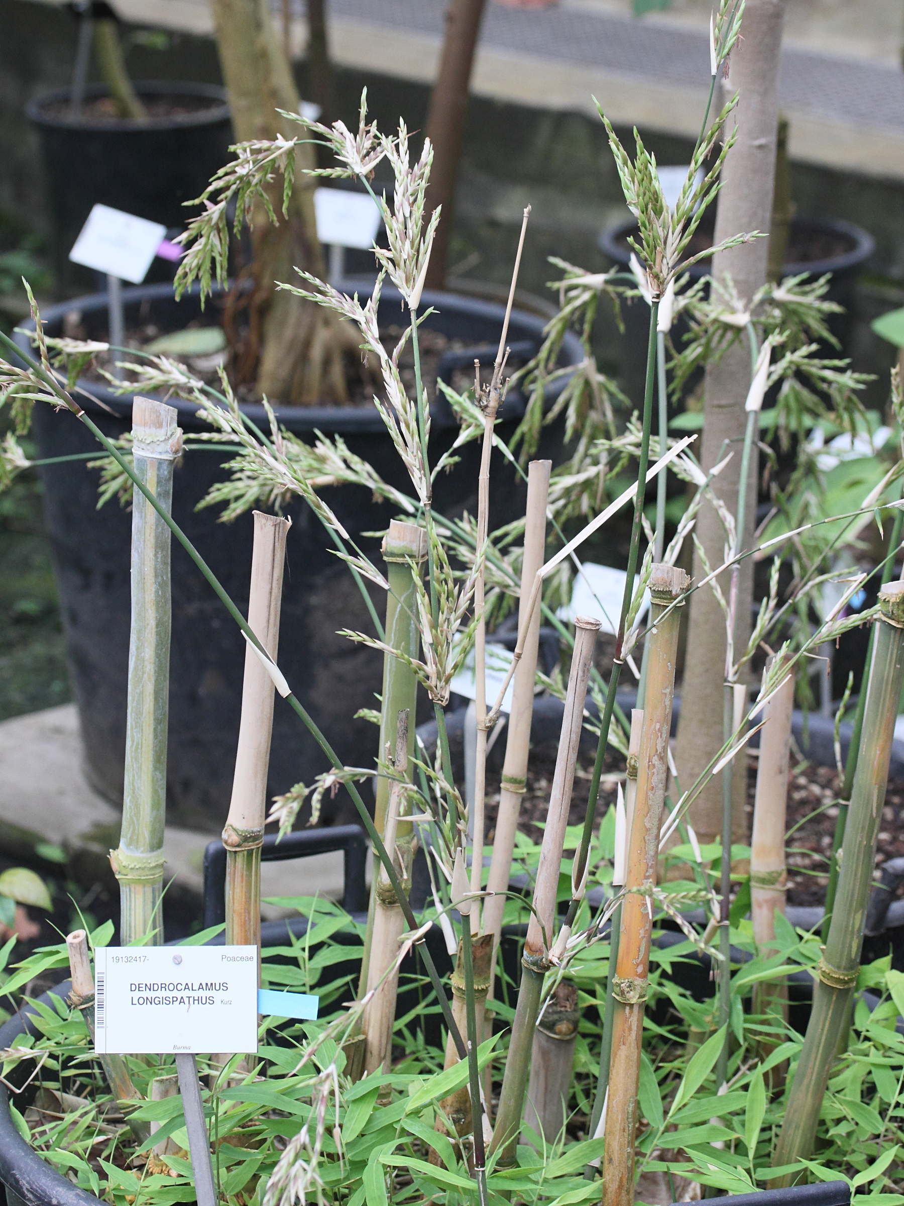 dendrocalamus_longispathus3md