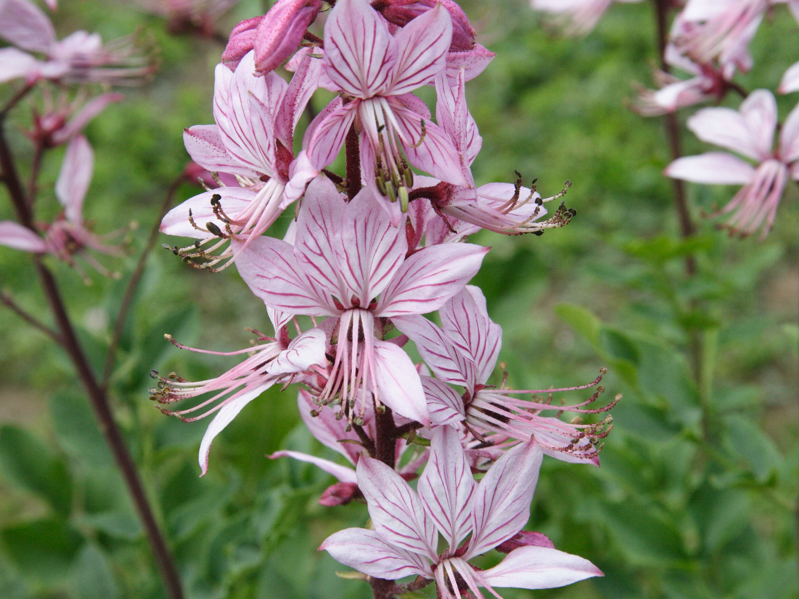 Afficher le média dictamnus_albus2bmd dictamnus_albus2bmd