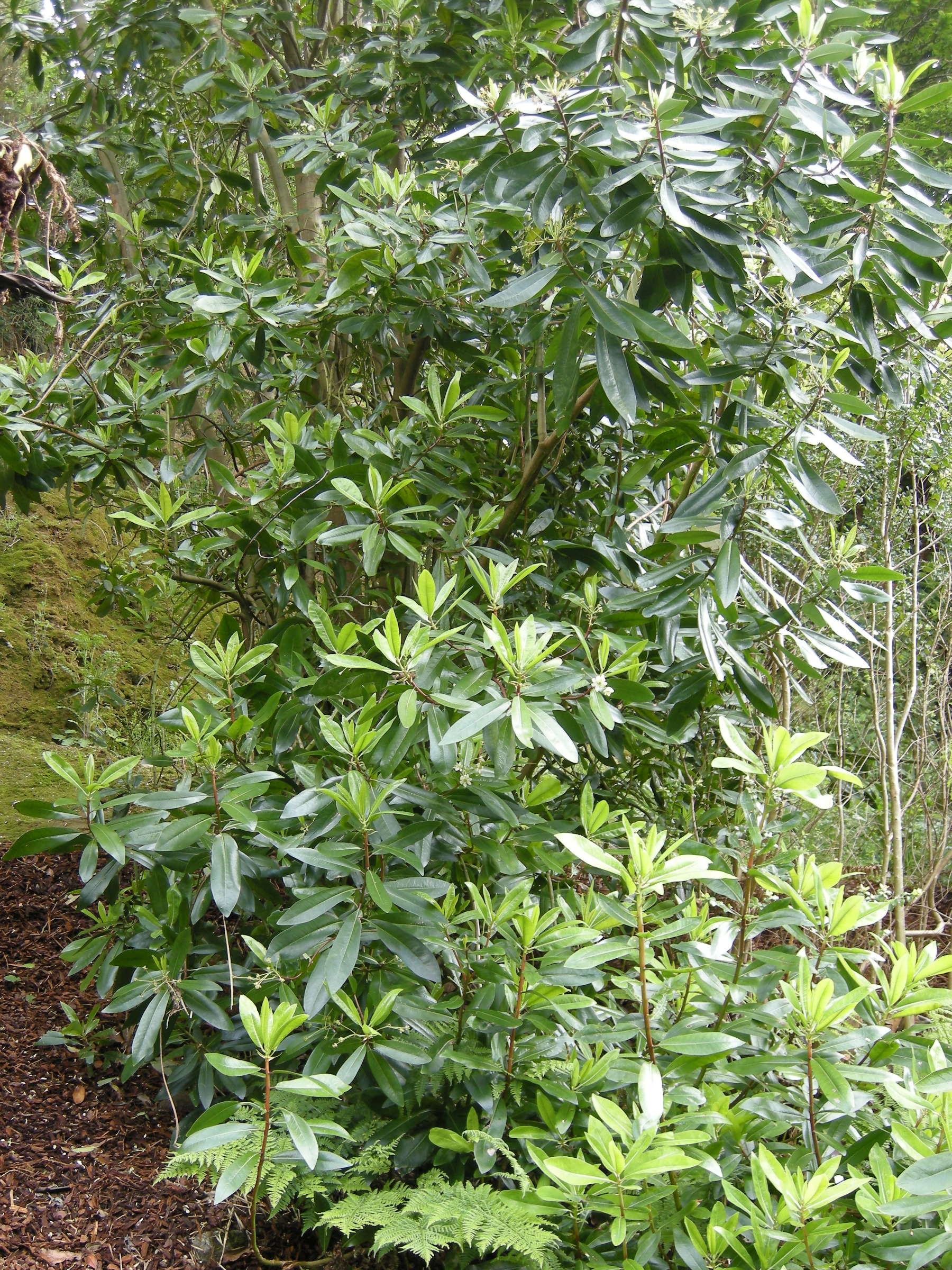 drimys_winteri_winteri1bd