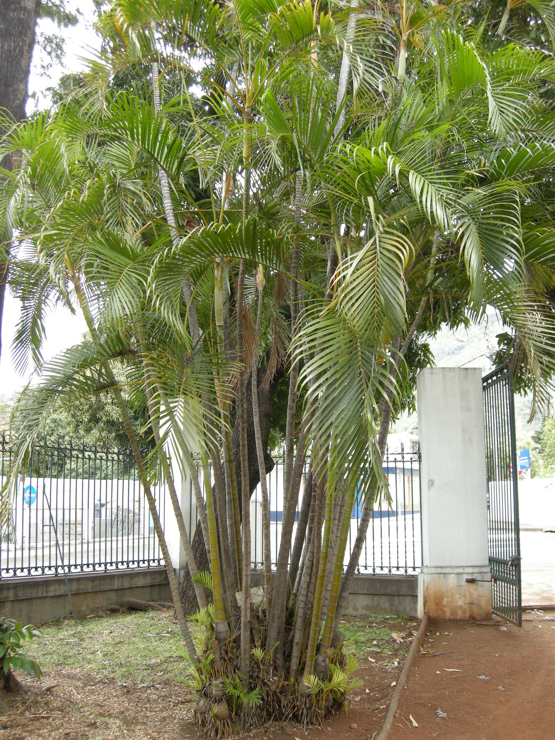 dypsis_lutescens1md