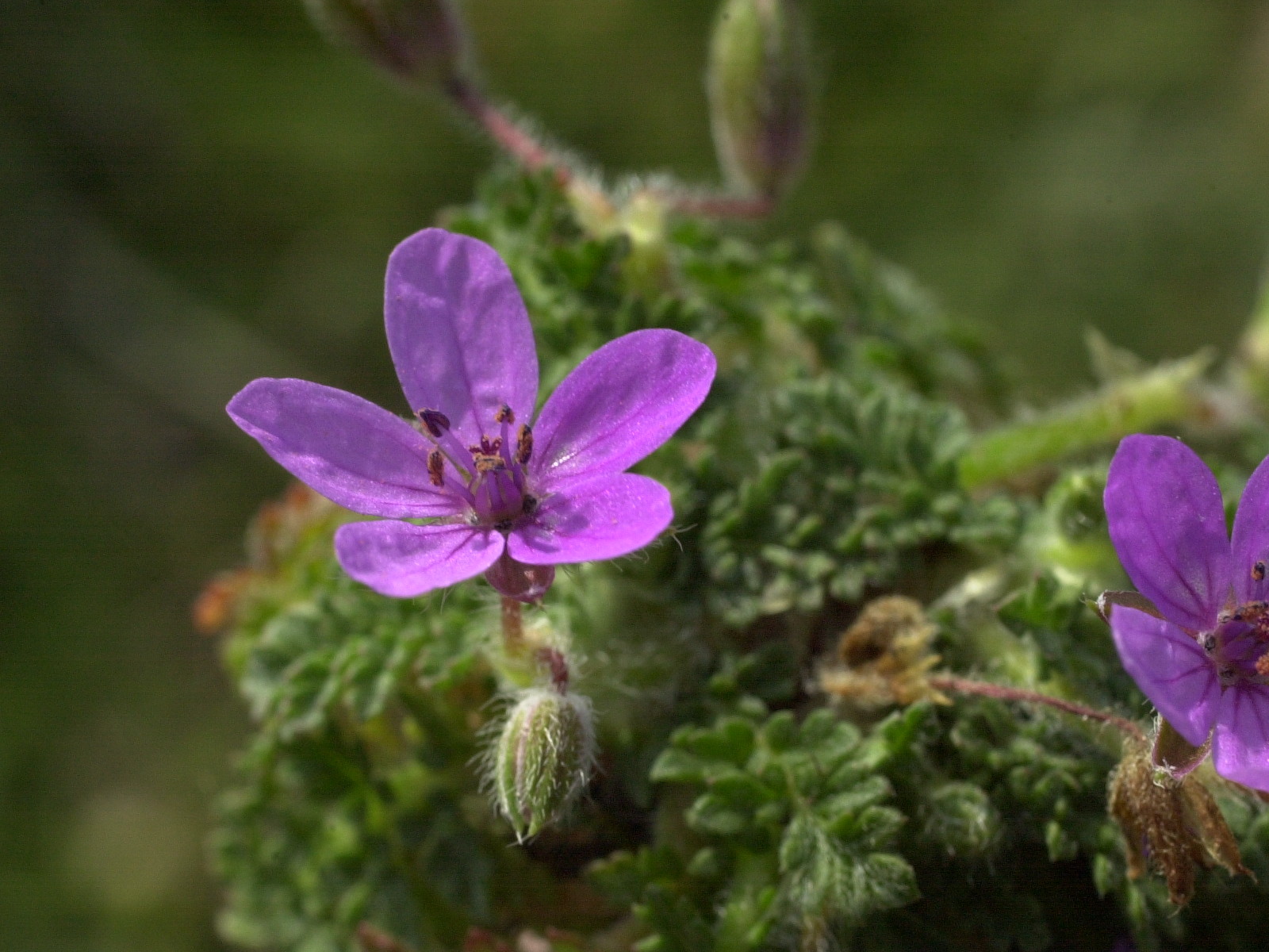 erodium_cicutarium_nain1md