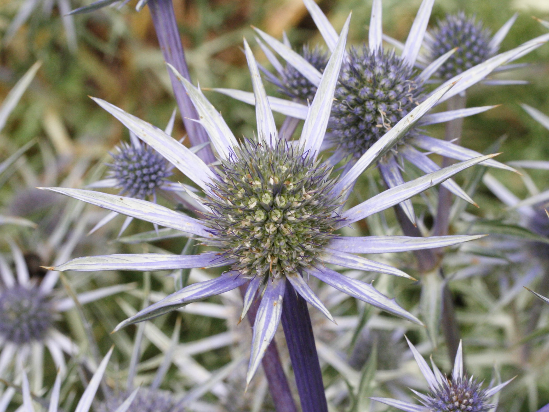 Afficher le média eryngium_bourgatii4md eryngium_bourgatii4md