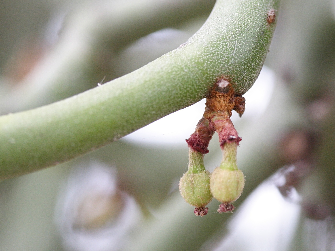 euphorbia_tirucalli6md