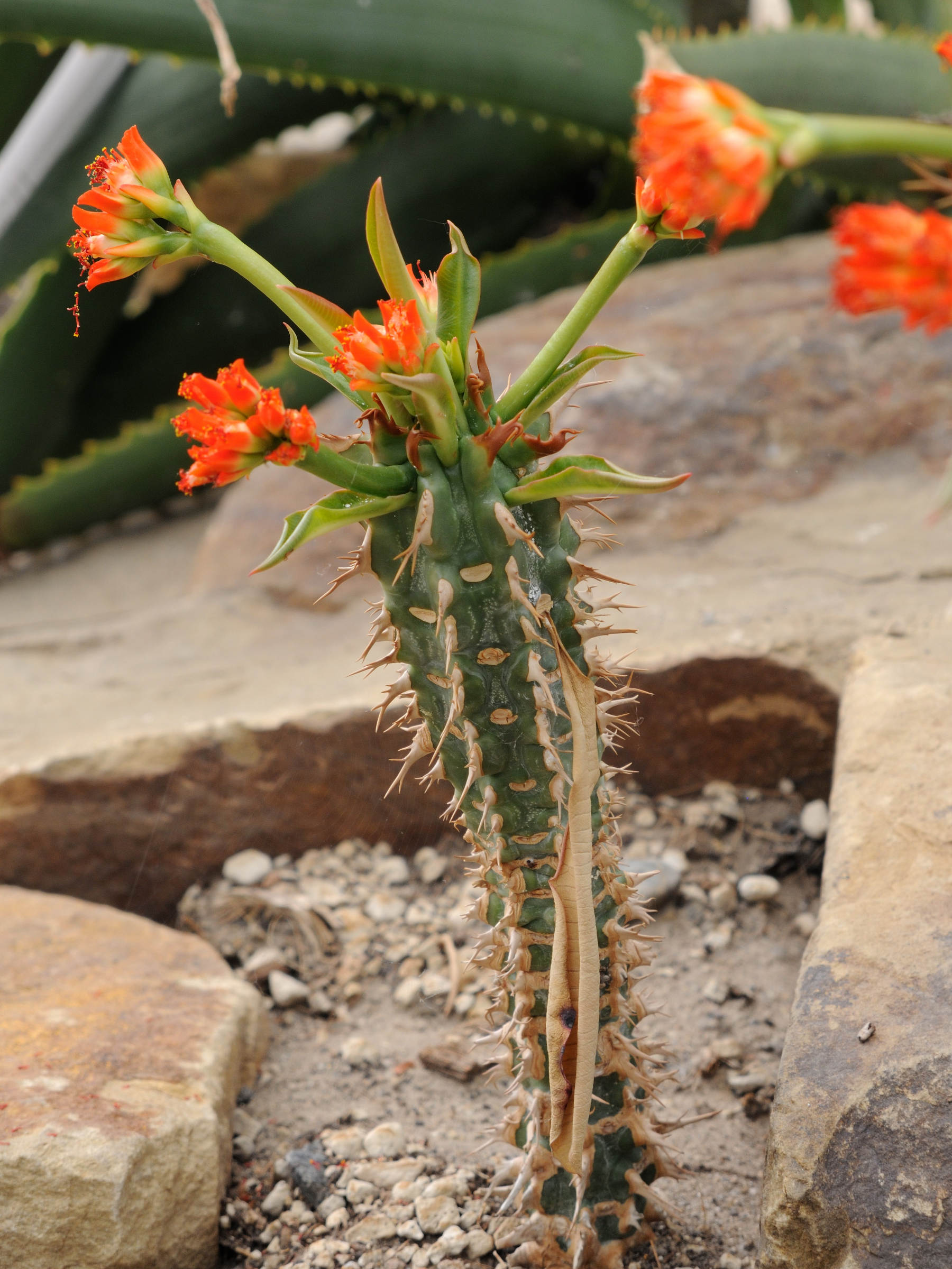 euphorbia_viguieri1md