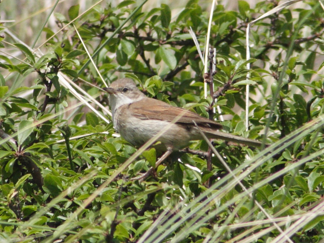 fauvette_grisette_-_sylvia_communis3md