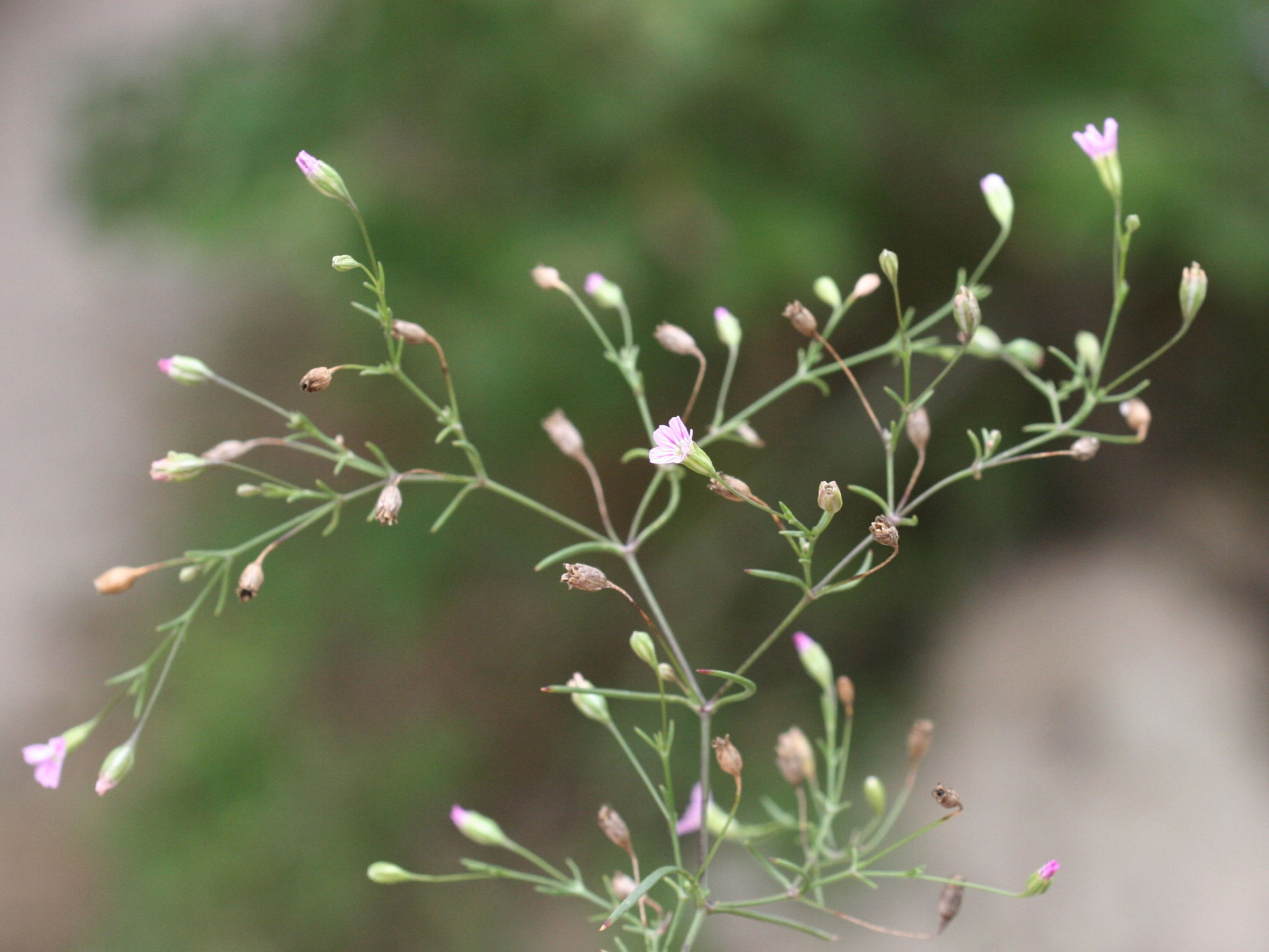 gypsophila_muralis3md