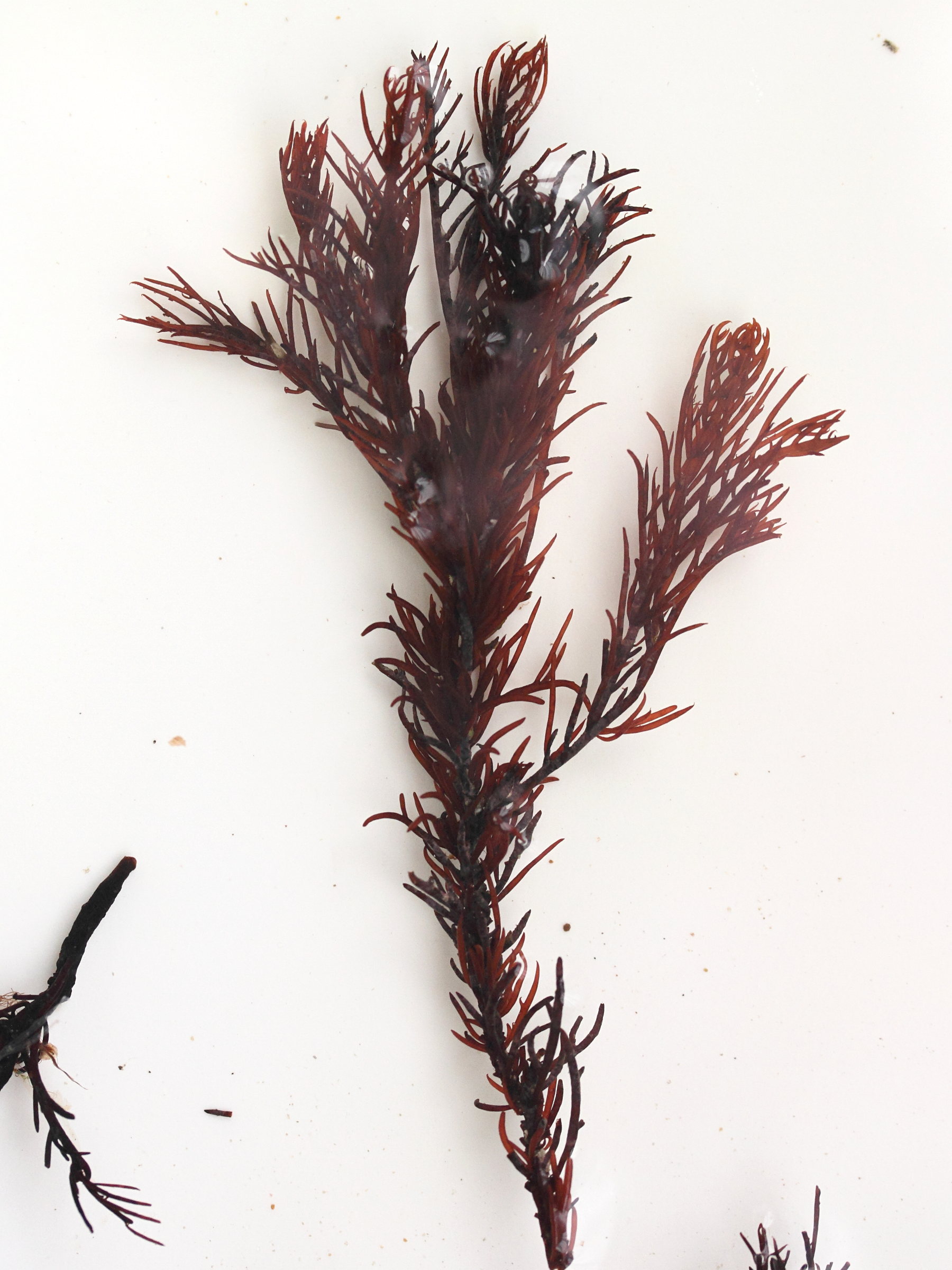 halopithys_incurva2md