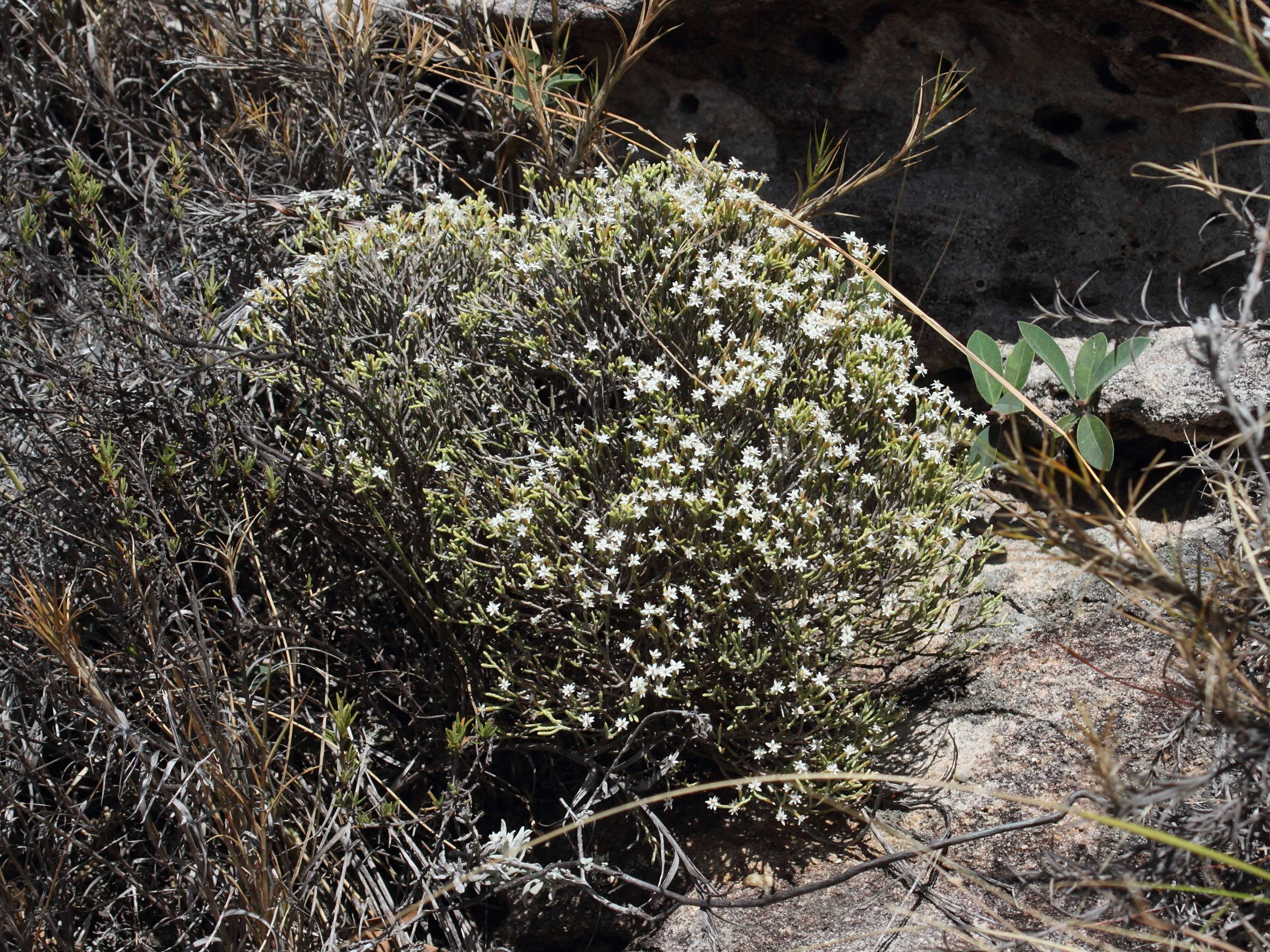 Afficher le média helichrysum_isalense1bd helichrysum_isalense1bd