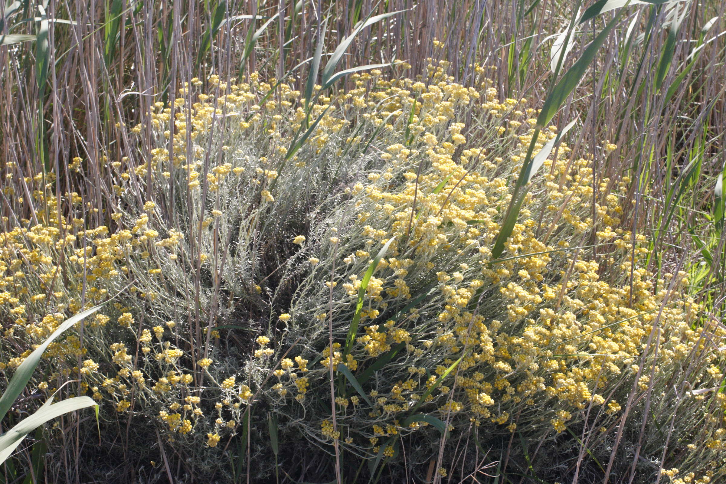 helichrysum_stoechas3md