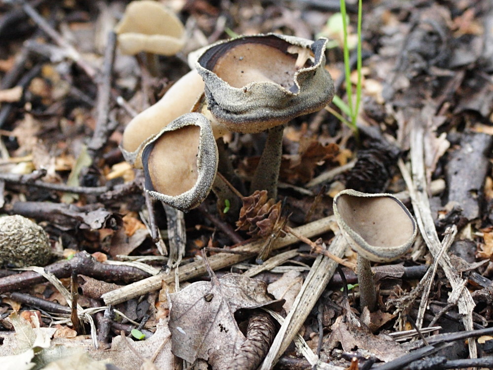 helvella_macropus3md