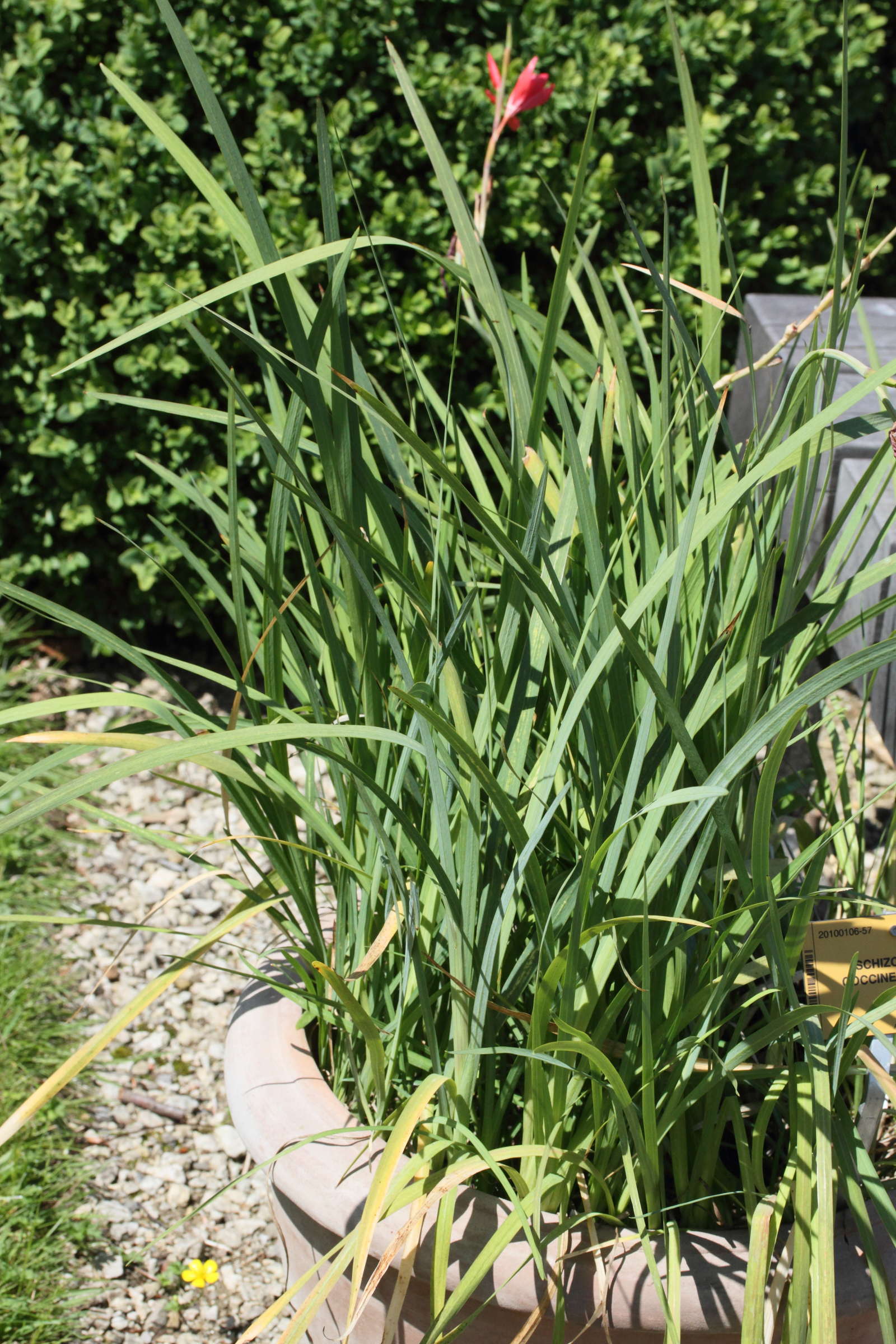 hesperantha_coccinea1md