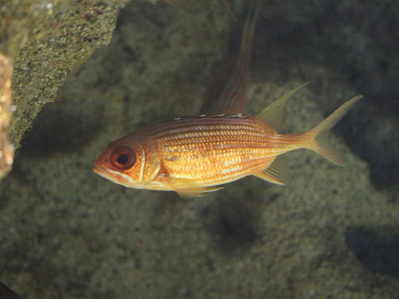 Afficher le média holocentrus_adscensionis1md holocentrus_adscensionis1md