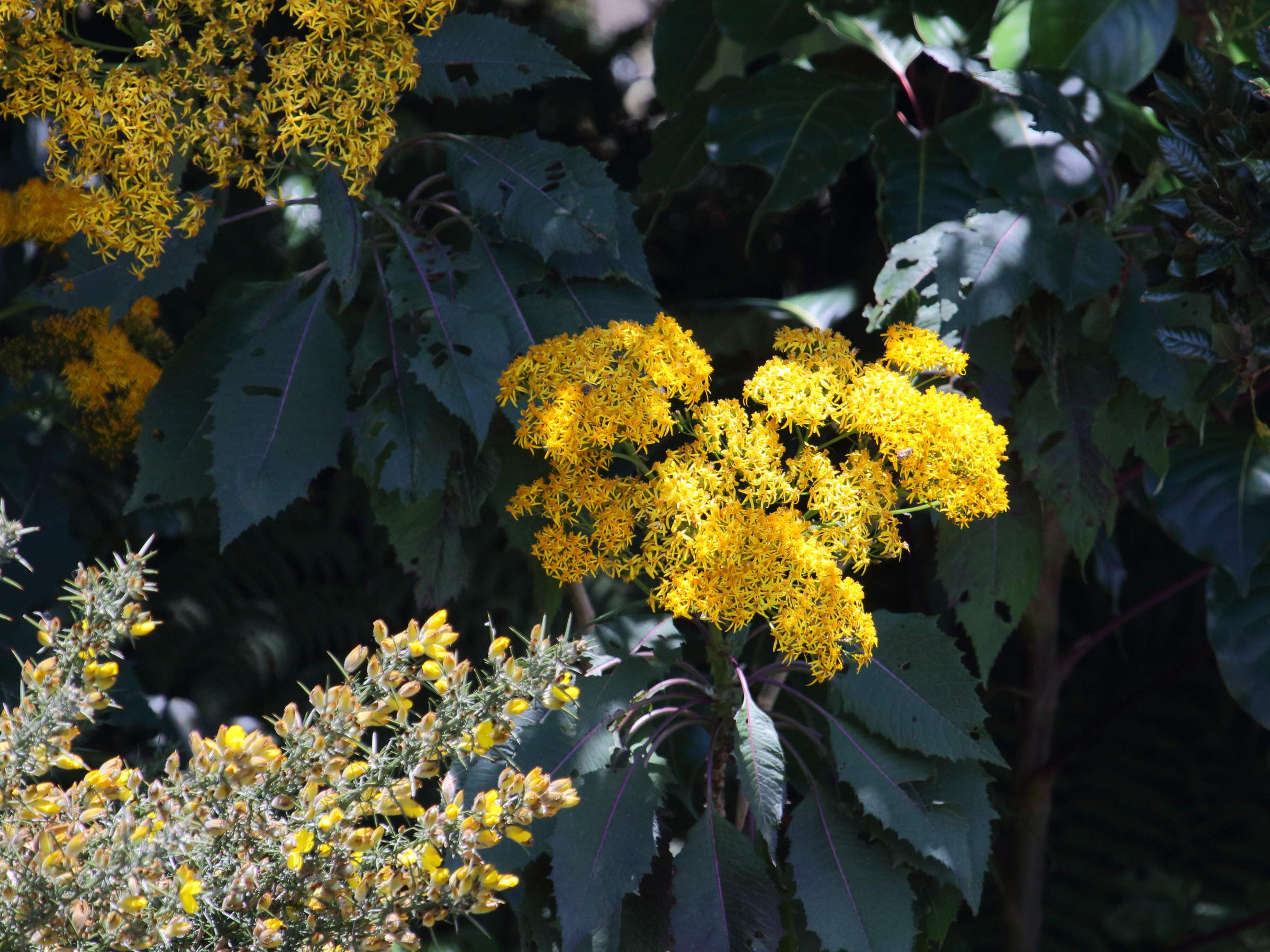 jessea_multivenia1bd