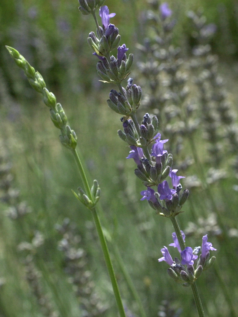 lavandula_x_intermedia2md