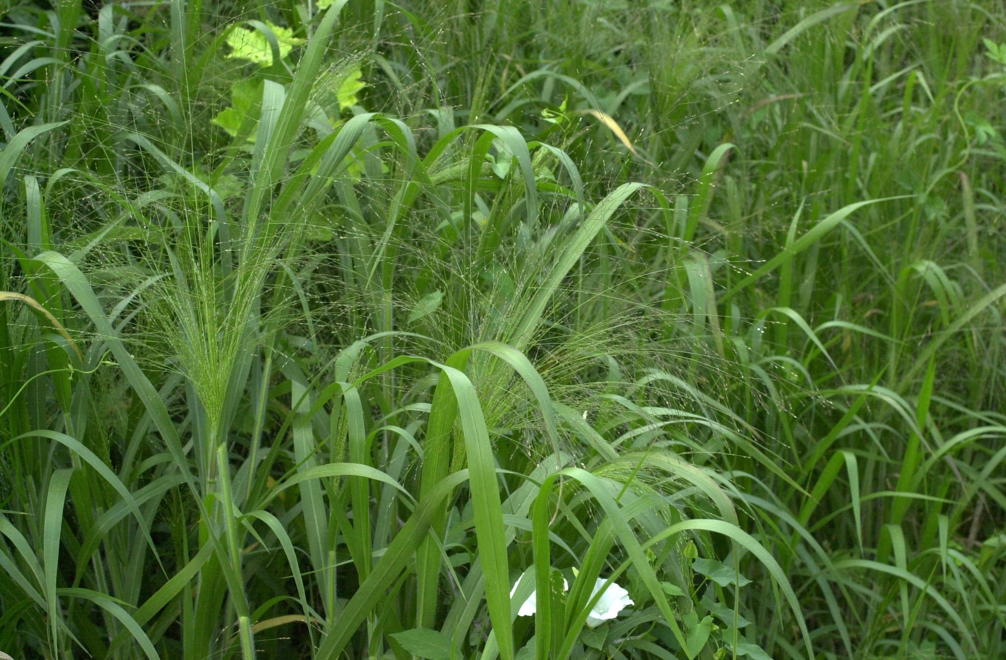 leersia_oryzoides2md