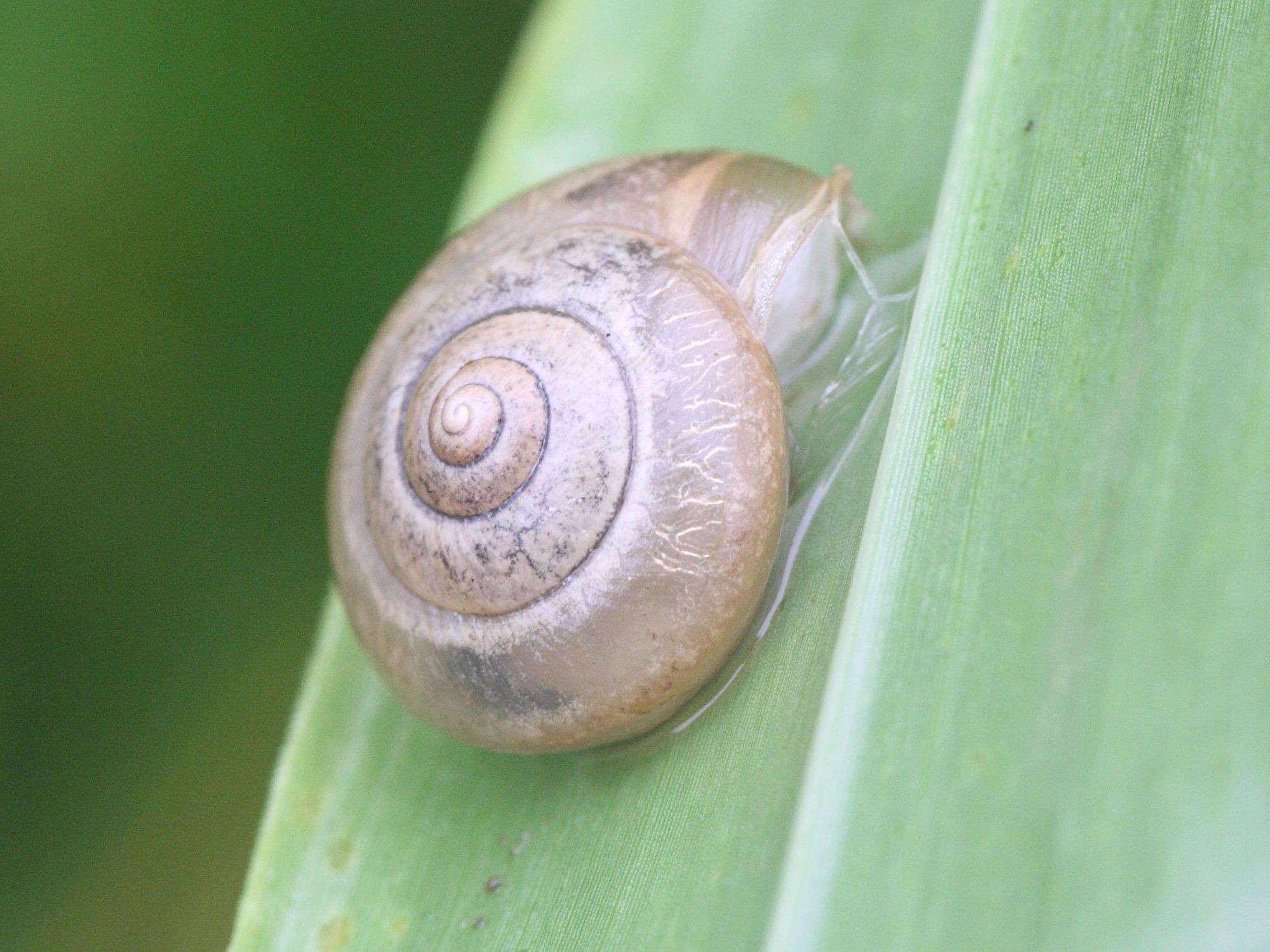 macrochlamys_indica1md