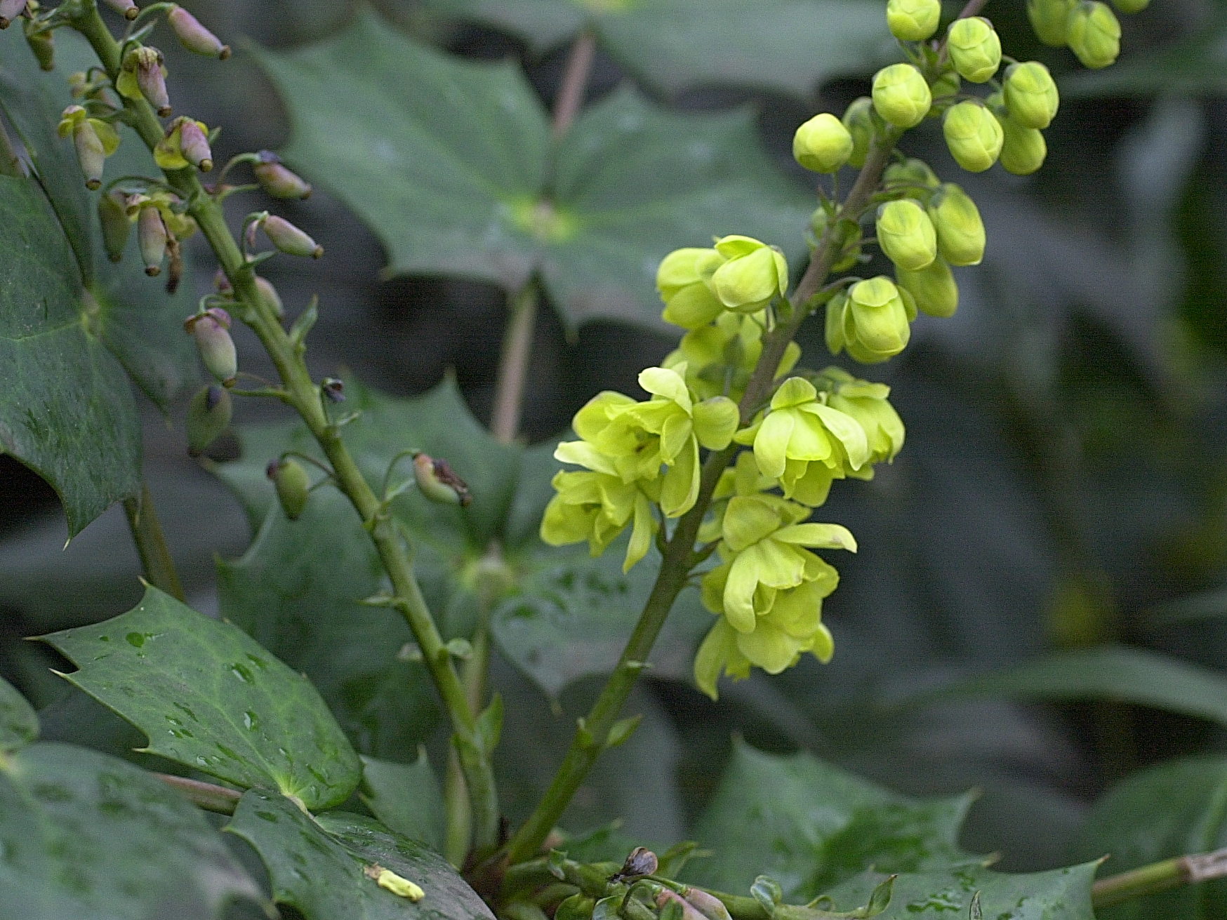 mahonia_x_media2md