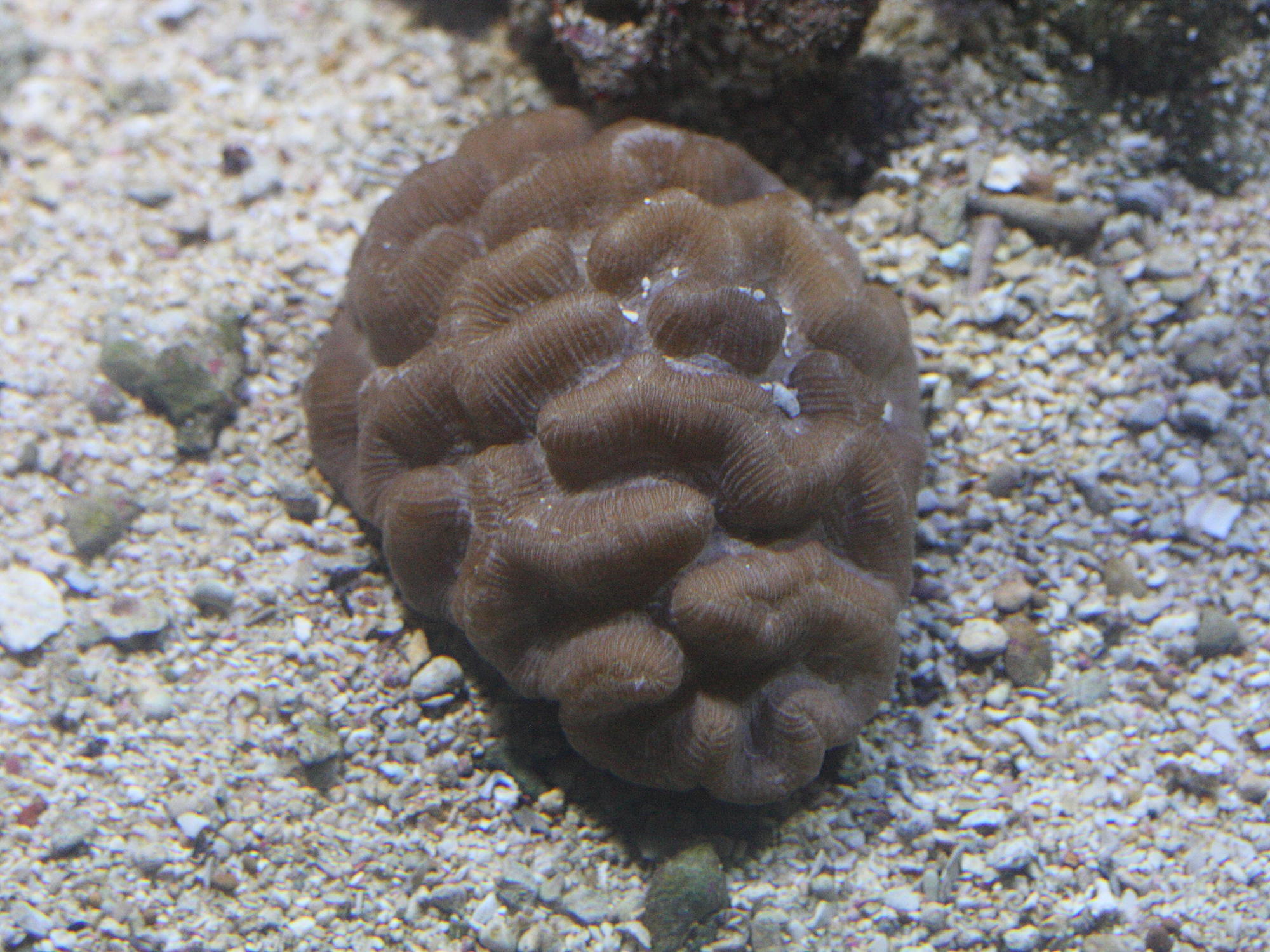 manicina_areolata1md