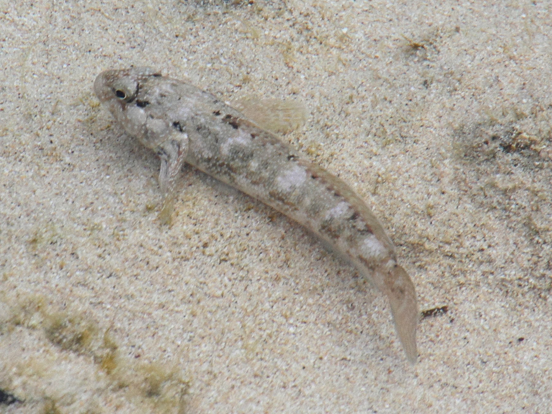 mauligobius_maderensis2md