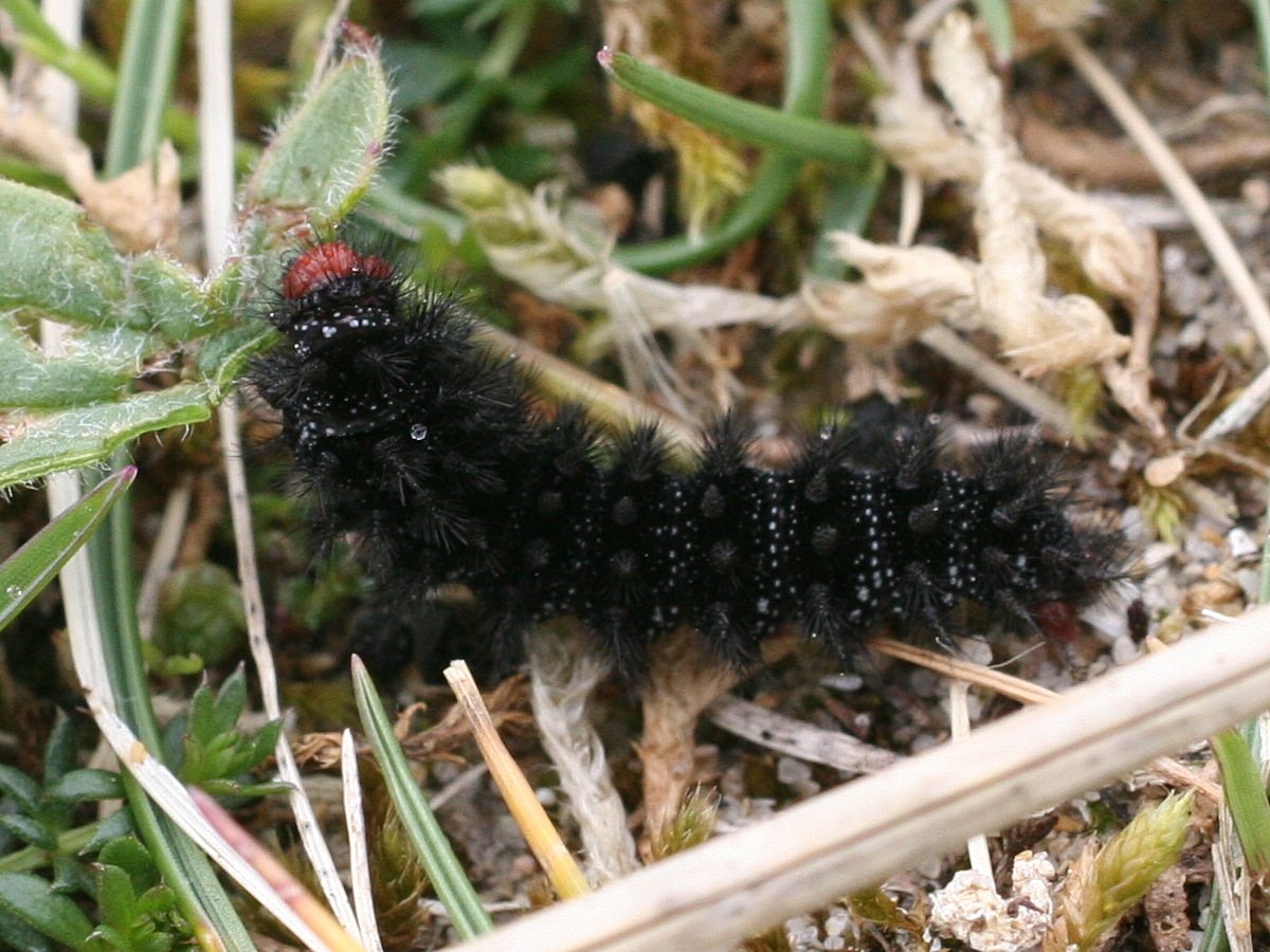 melitaea_cinxia_ch2md