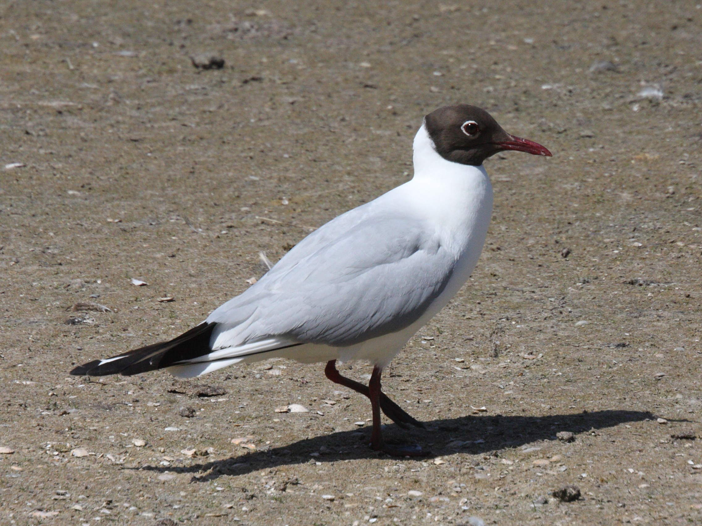 Afficher le média mouette_rieuse_-_chroicocephalus_ridibundus7md mouette_rieuse_-_chroicocephalus_ridibundus7md