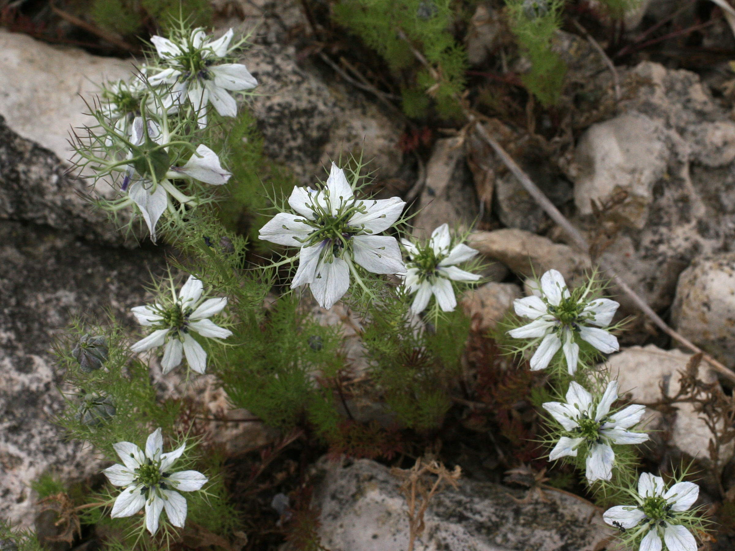 nigella_damascena4md