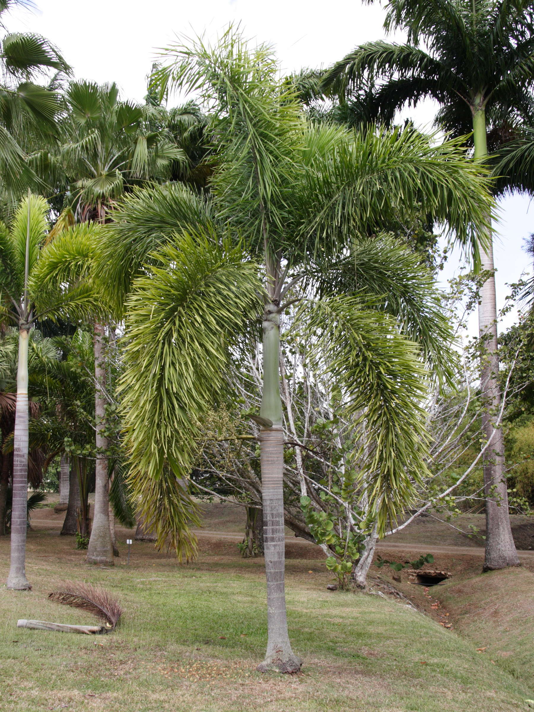 normanbya_normanbyi1md