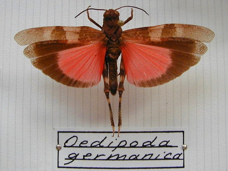 oedipoda_germanica3md