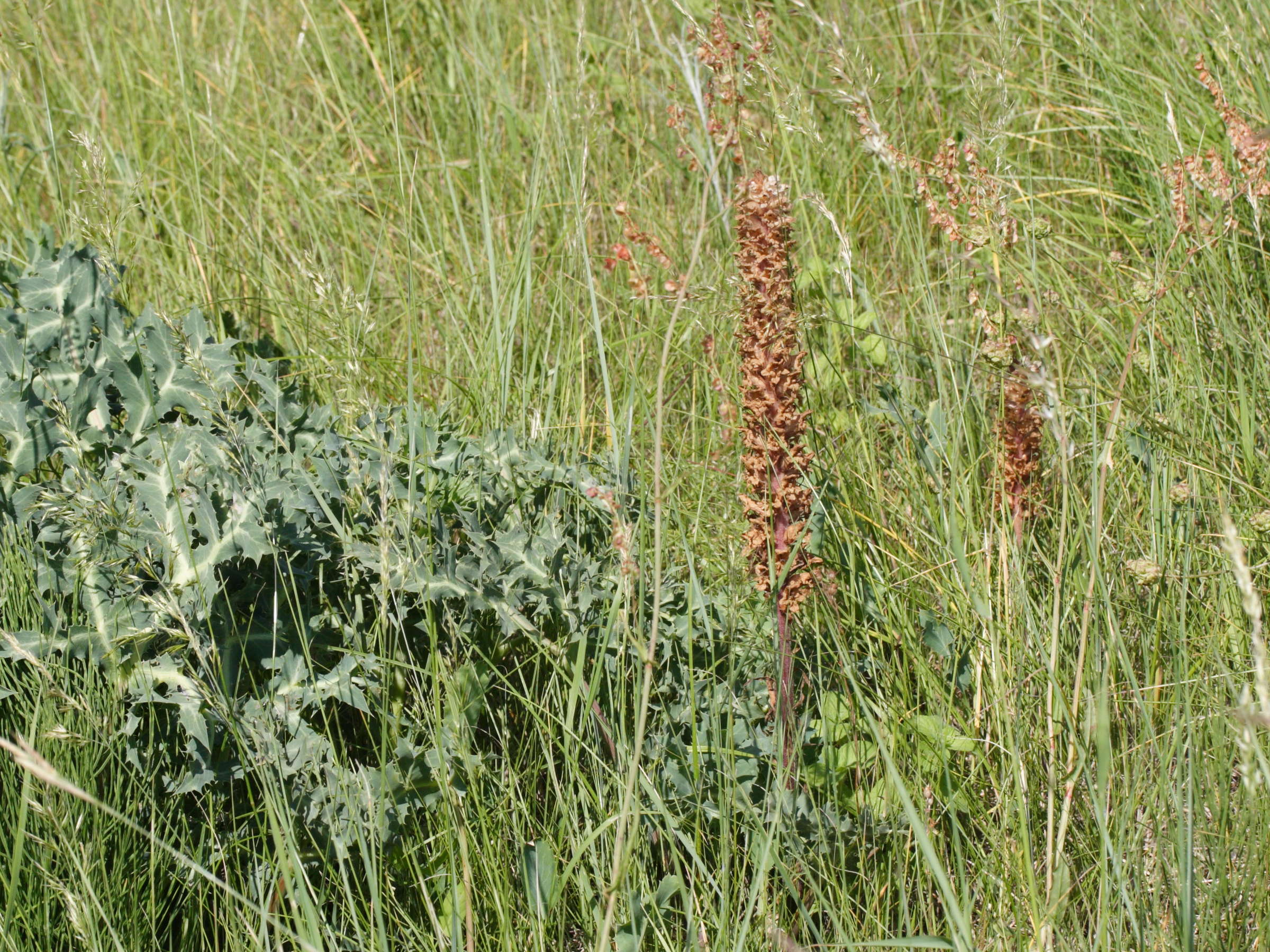 Afficher le média orobanche_amethystea1md orobanche_amethystea1md