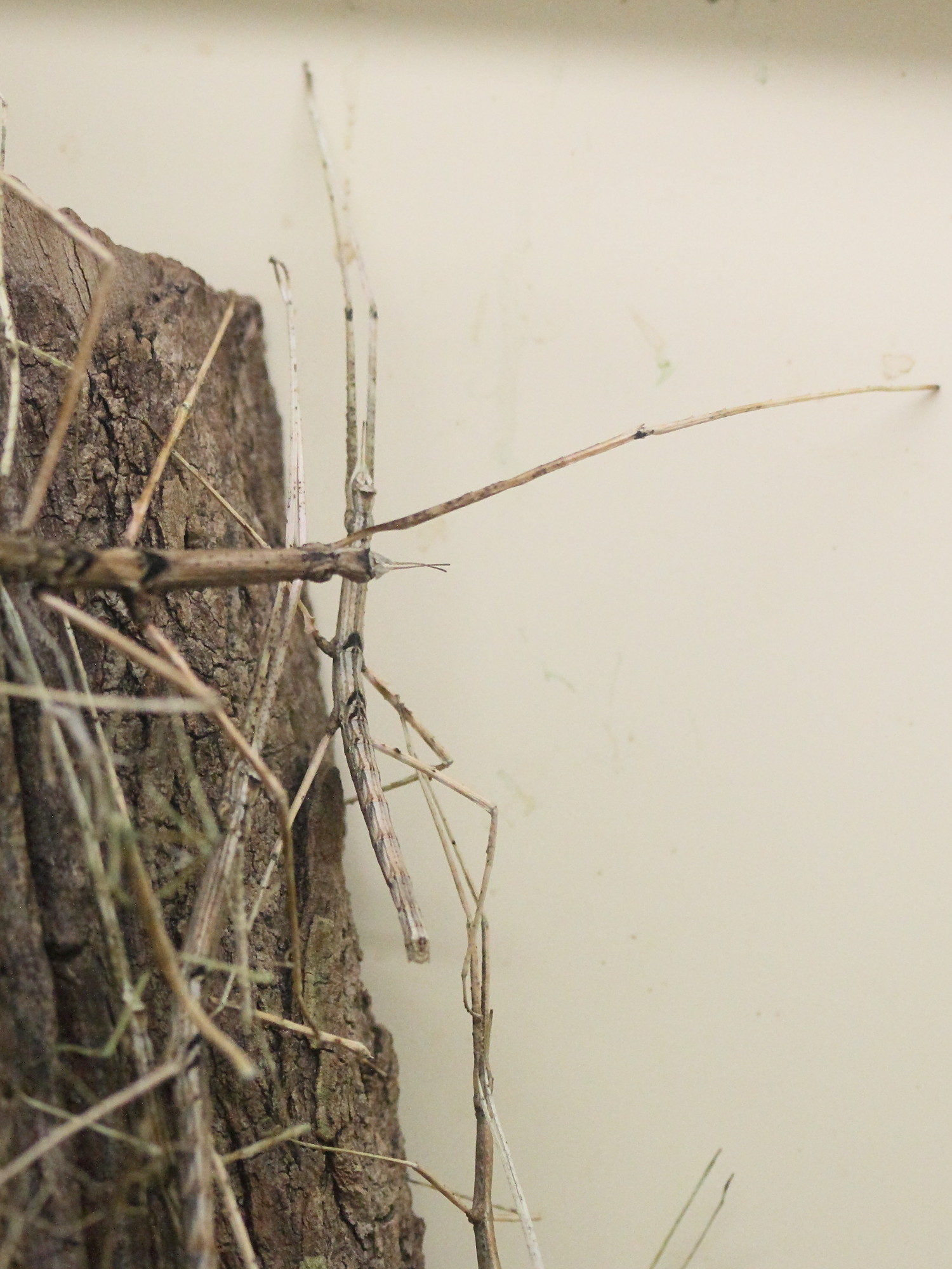 parapachymorpha_zomproi3md