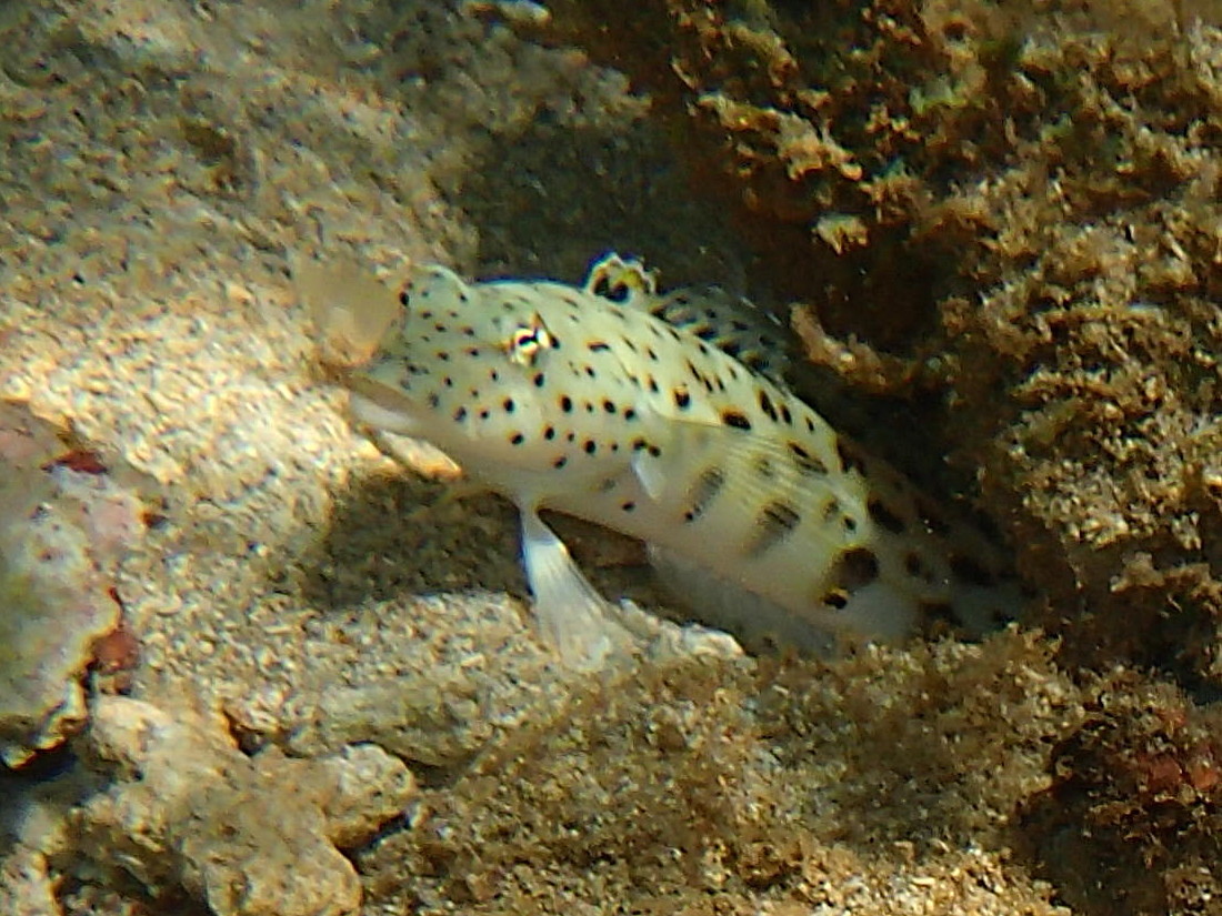 parapercis_hexophthalma2bd