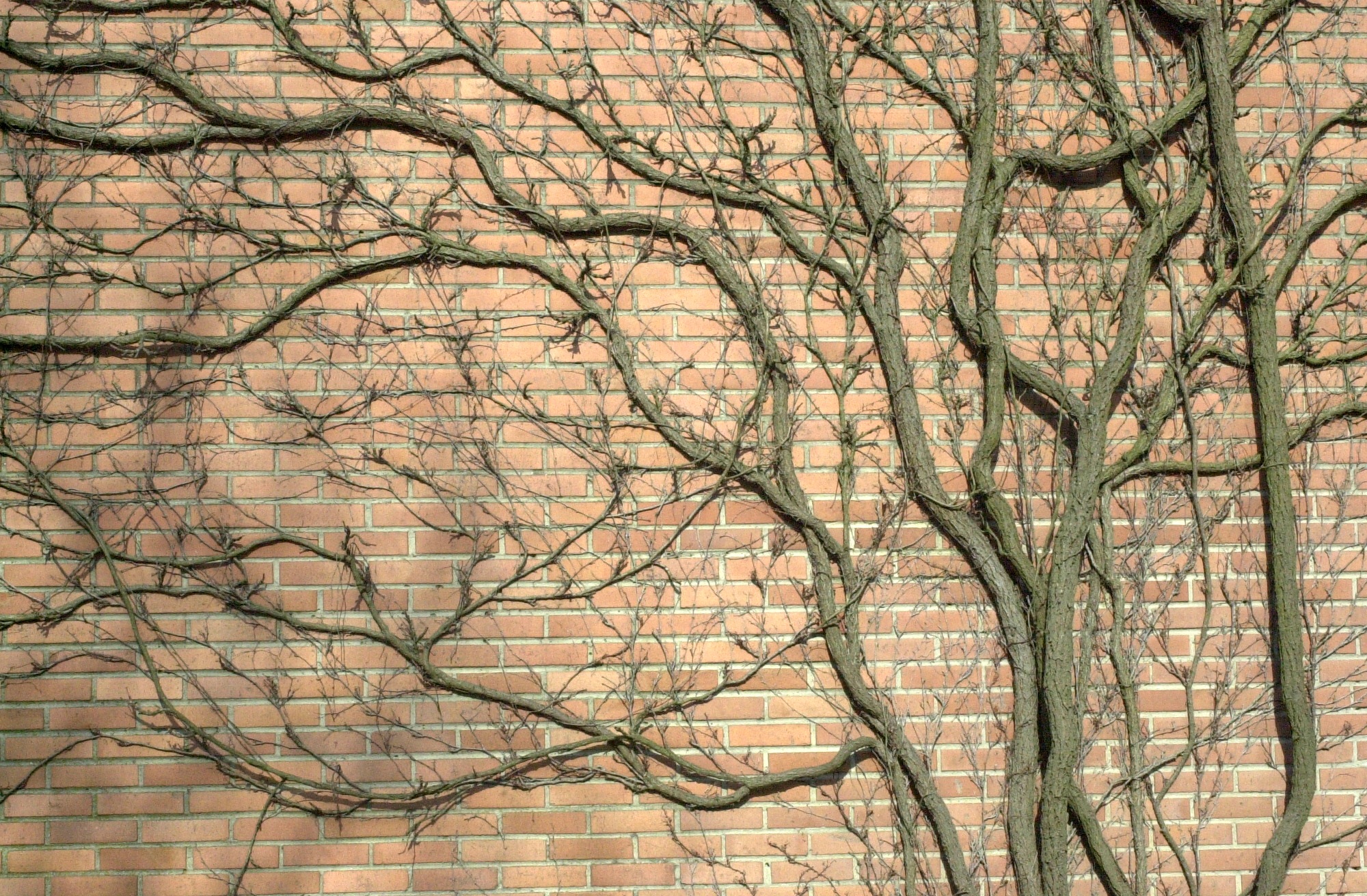 parthenocissus_tricuspidata1md