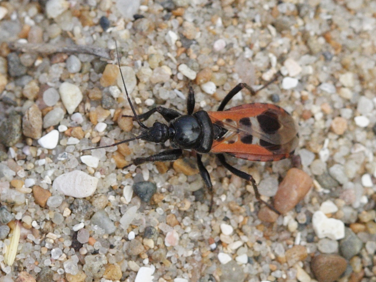 peirates_hybridus1md