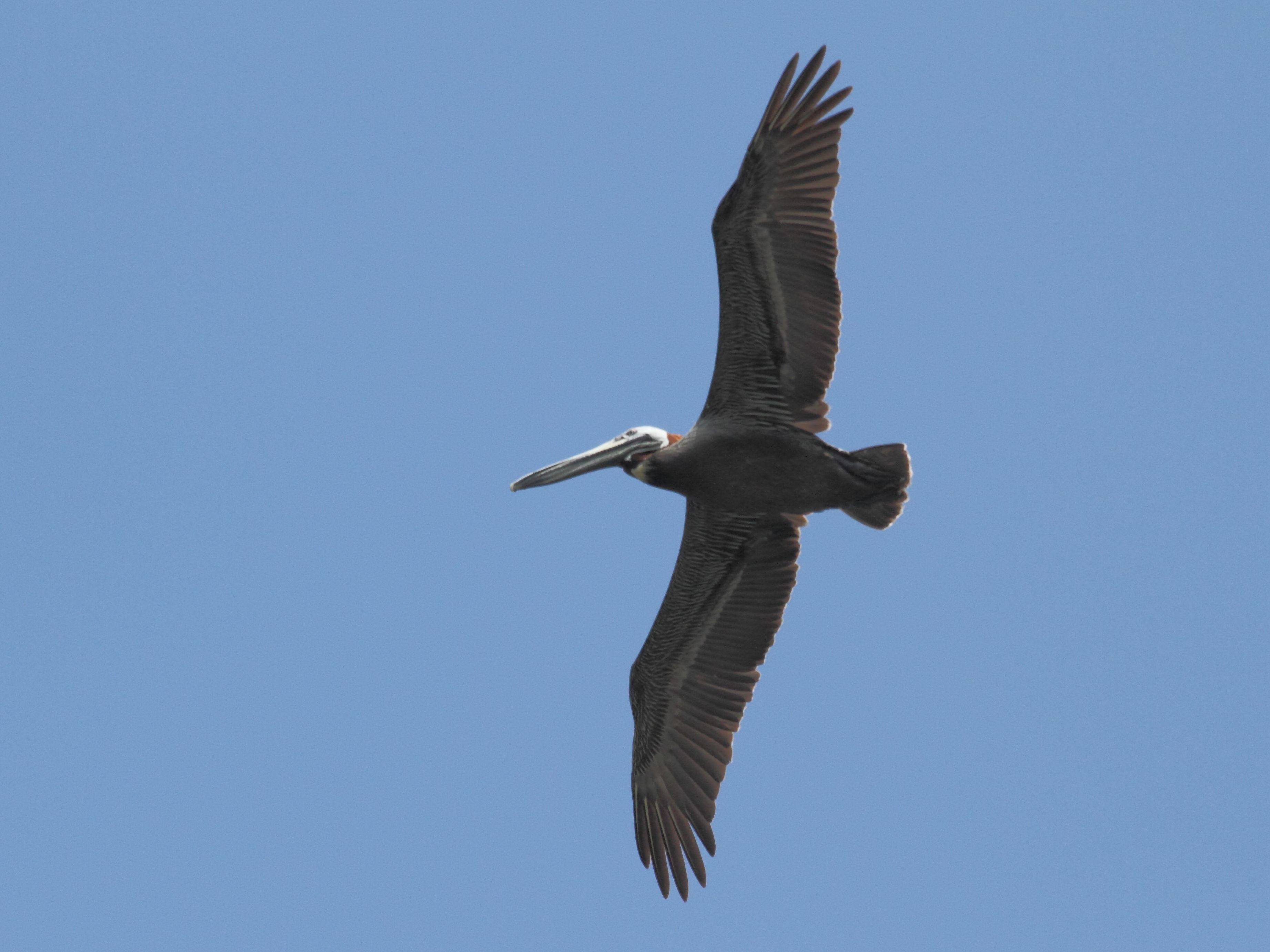 pelican_brun_-_pelecanus_occidentalis3bd