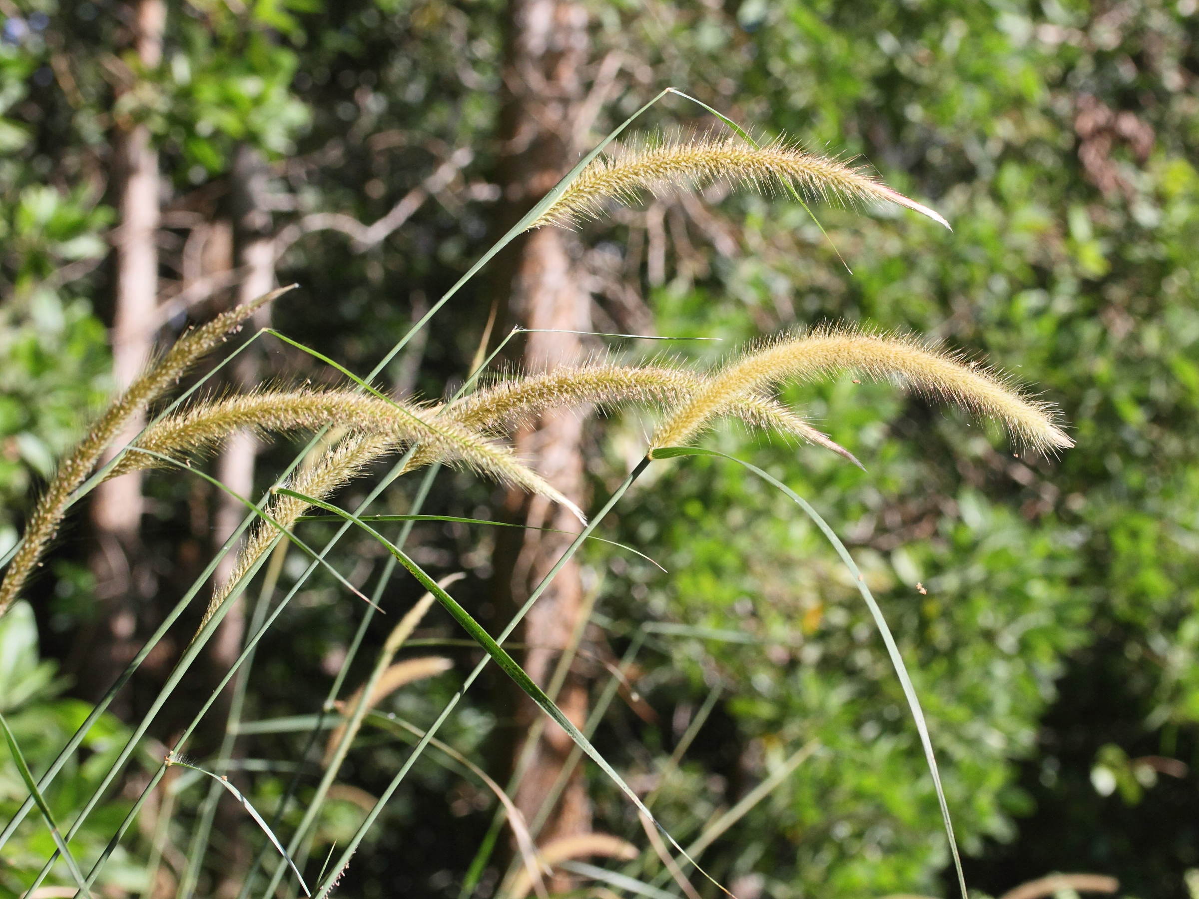 pennisetum_polystachion2md