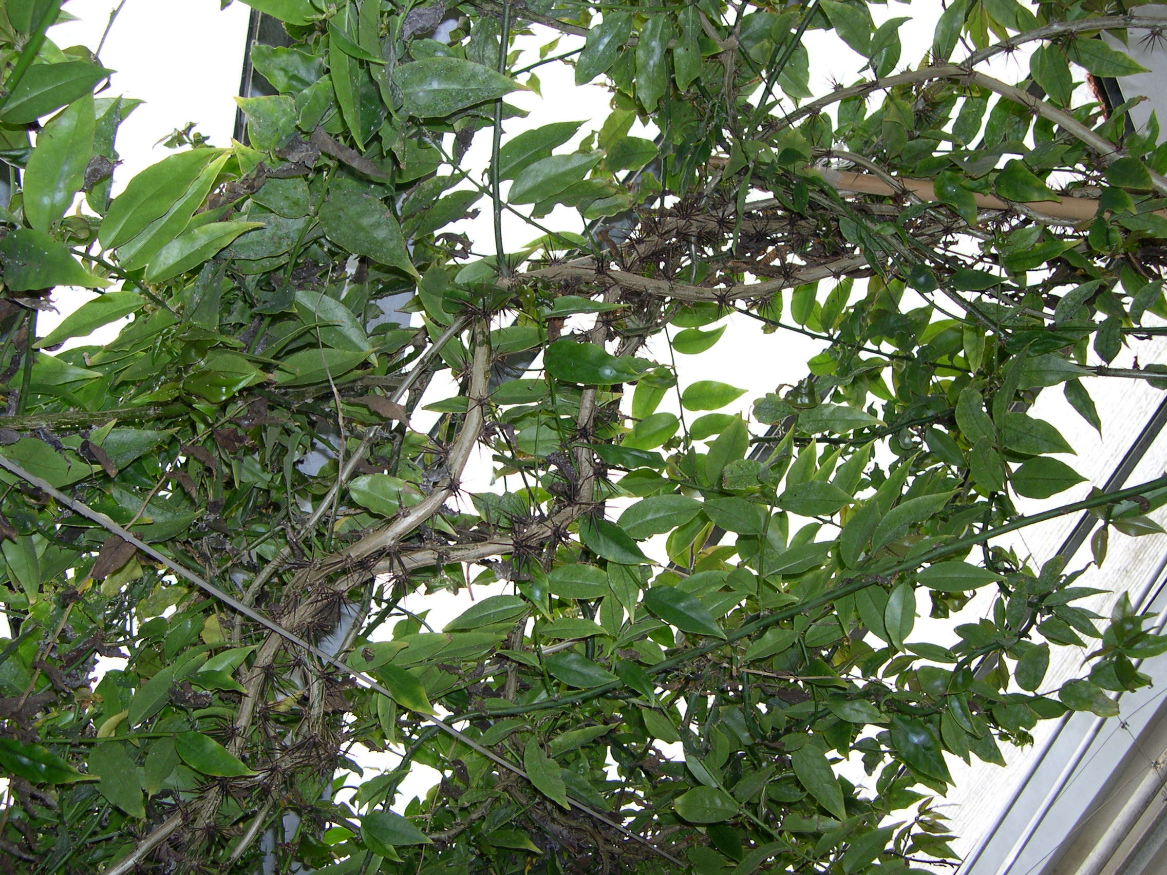 Afficher le média pereskia_aculeata1md pereskia_aculeata1md