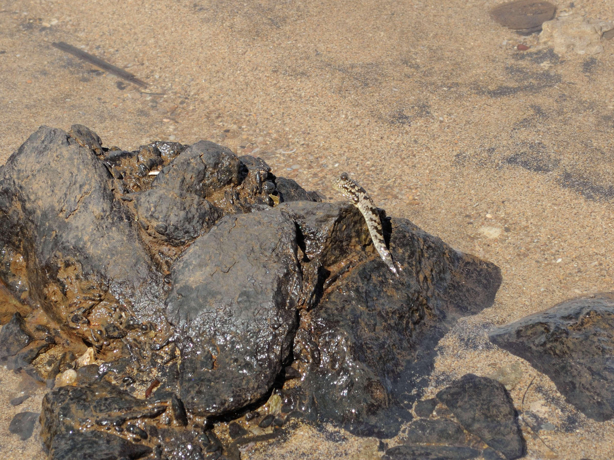 Afficher le média periophthalmus_argentilineatus1md periophthalmus_argentilineatus1md