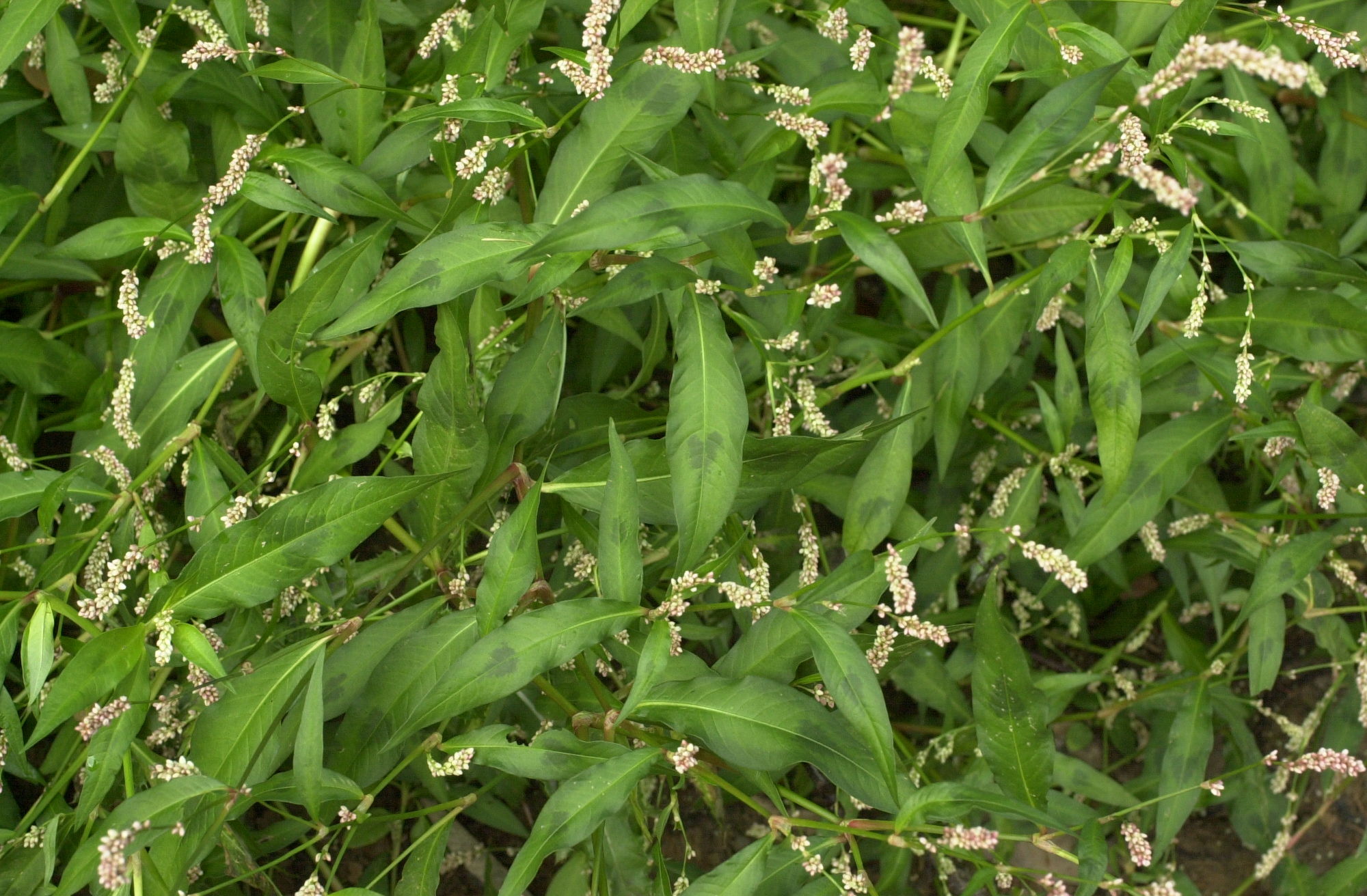 Afficher le média persicaria_maculosa2md persicaria_maculosa2md