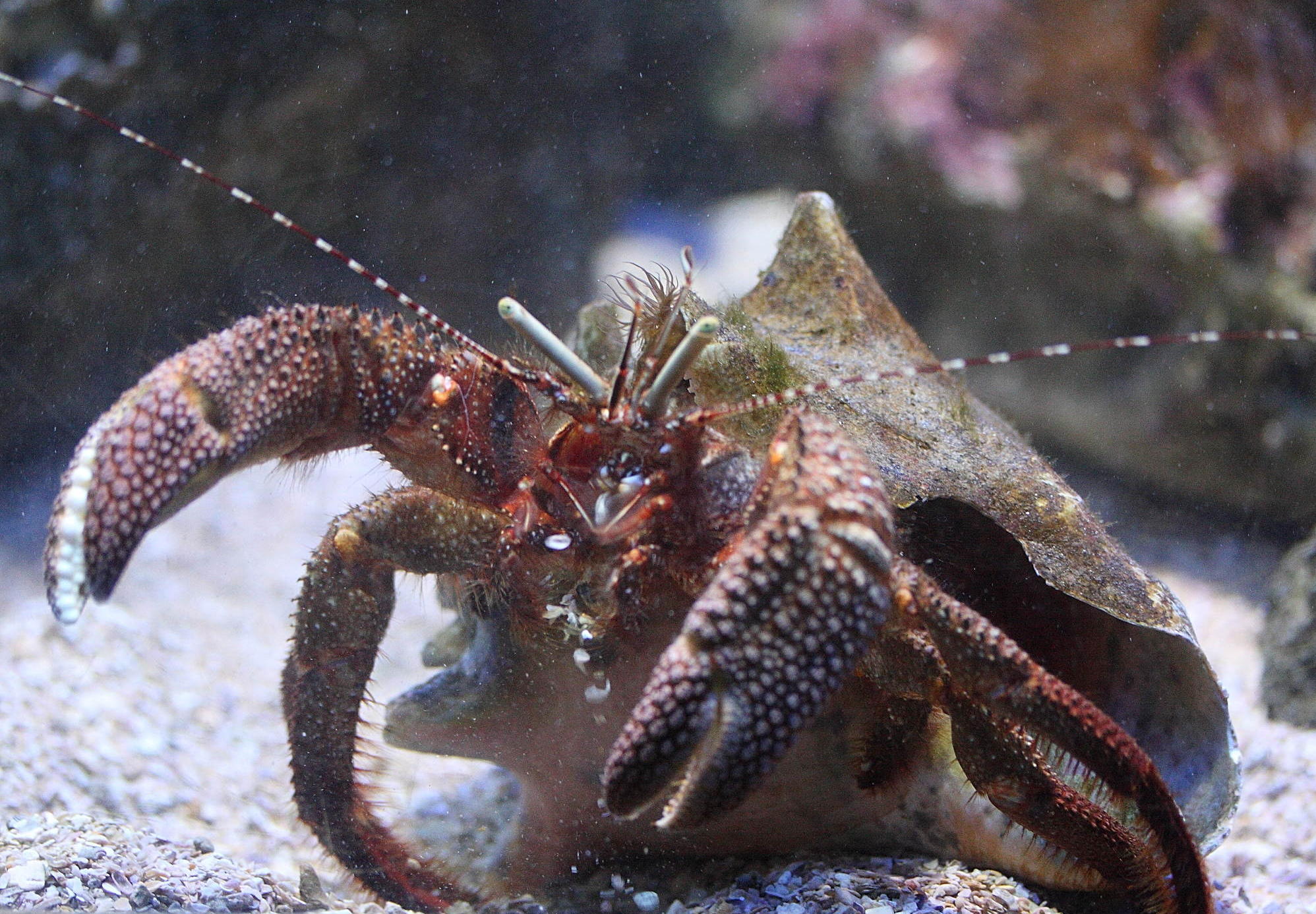 Afficher le média petrochirus_diogenes1md petrochirus_diogenes1md