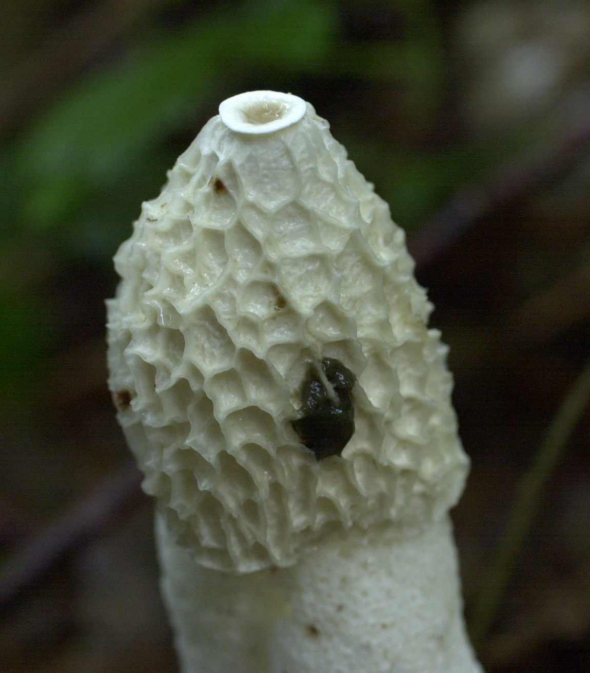 phallus_impudicus1bbd