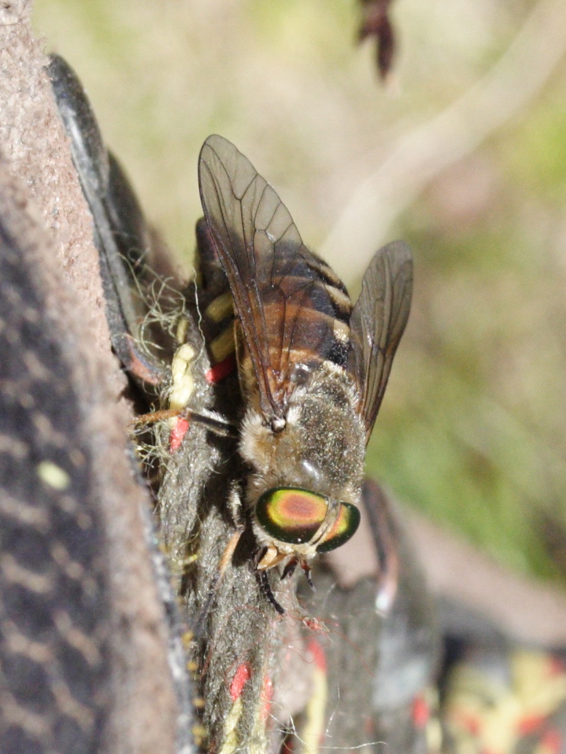 philipomyia_aprica3md