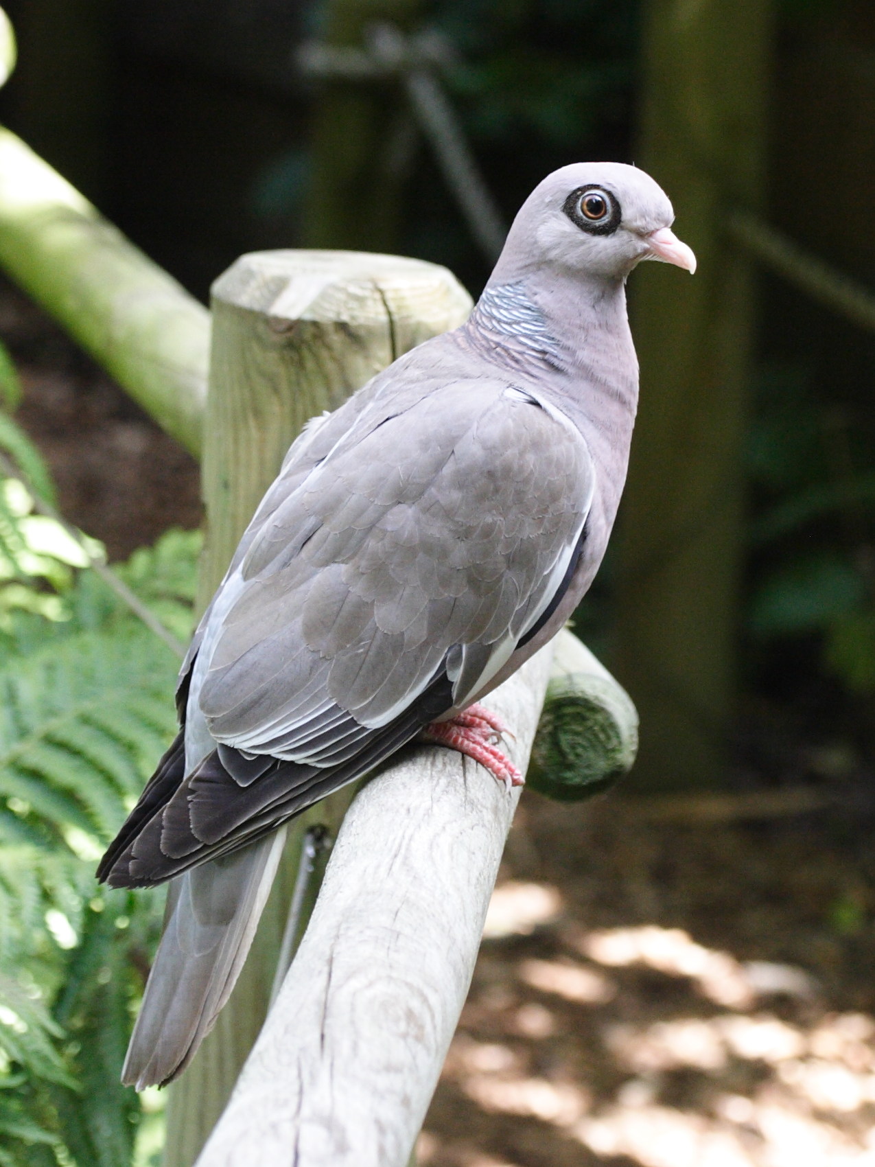 Afficher le média pigeon_a_ailes_blanches_-_patagioenas_corensis3md pigeon_a_ailes_blanches_-_patagioenas_corensis3md